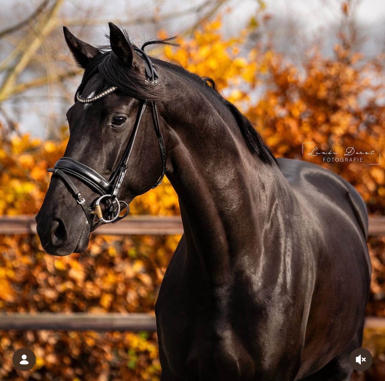 kwpn dressuurpaard merrie 6 years old zwart for sale - Main photo