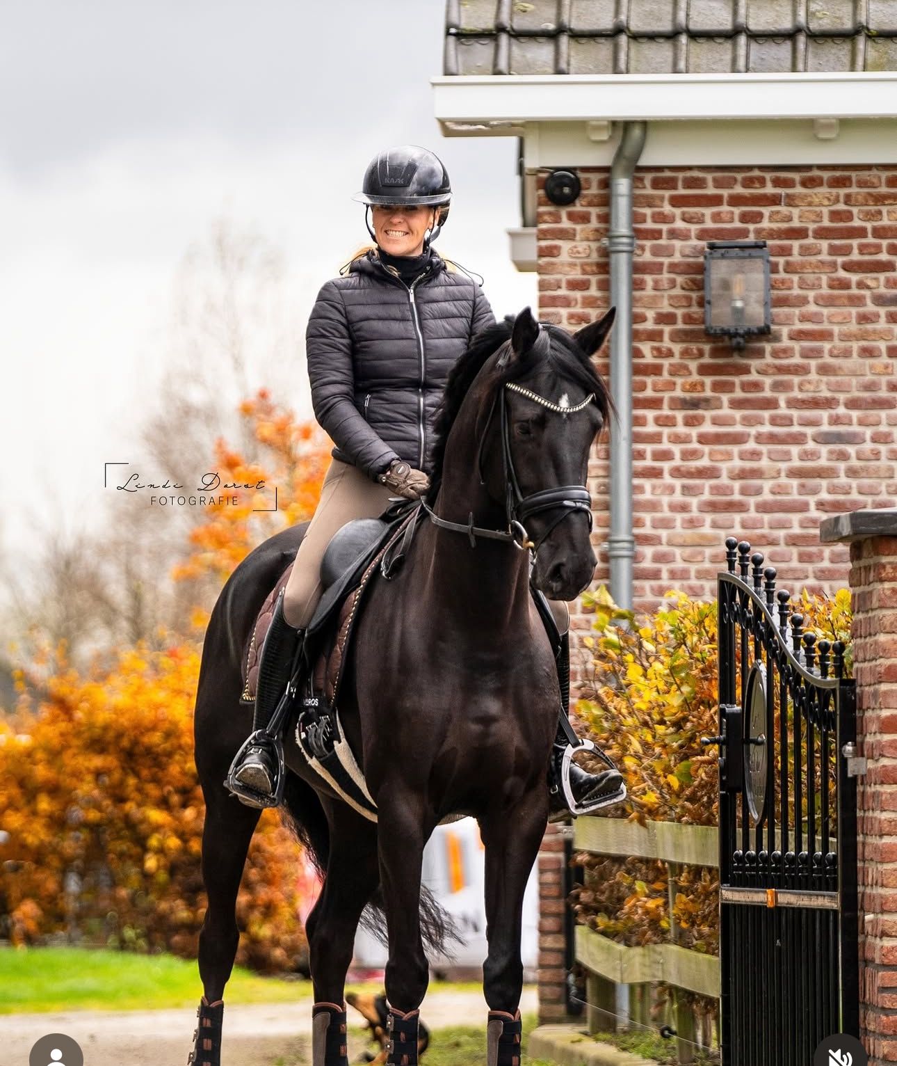 kwpn dressuurpaard merrie 6 years old zwart for sale - Photo 2