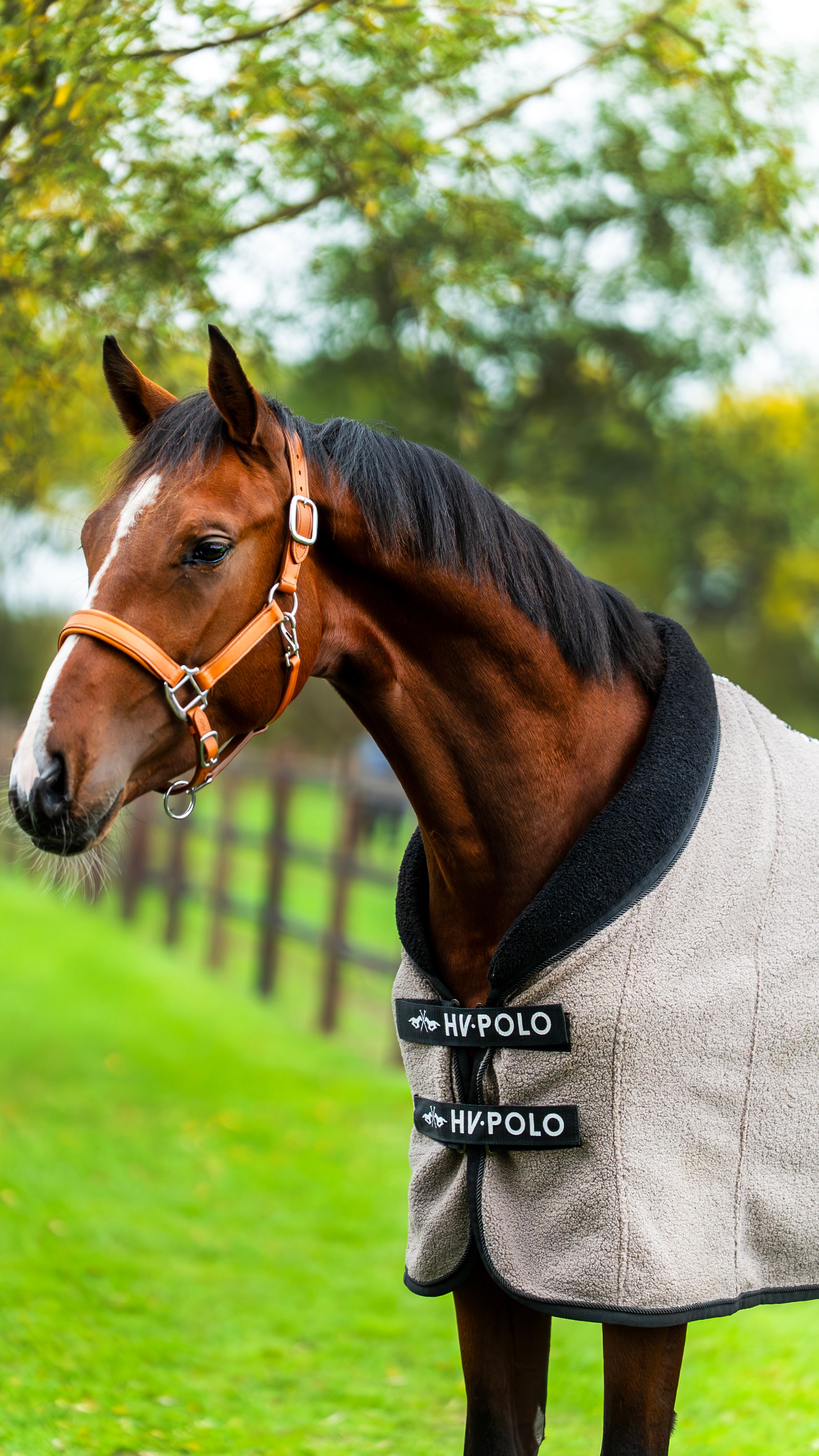 dressuurpaard hengst 3 years old bruin for sale - Main photo