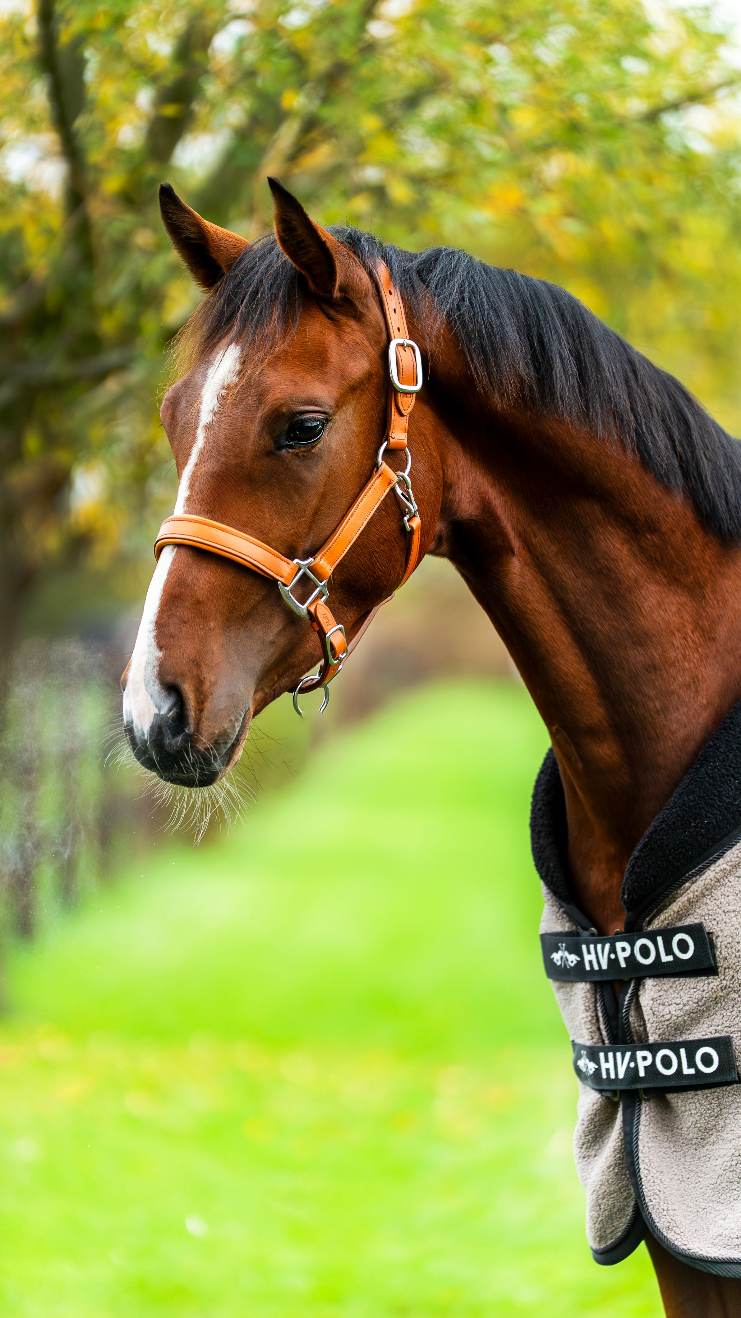 dressuurpaard hengst 3 years old bruin for sale - Photo 2