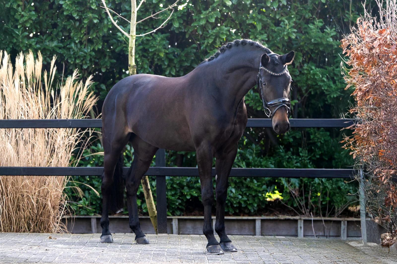 Te koop: 4 jarige talentvol dressuurpaard