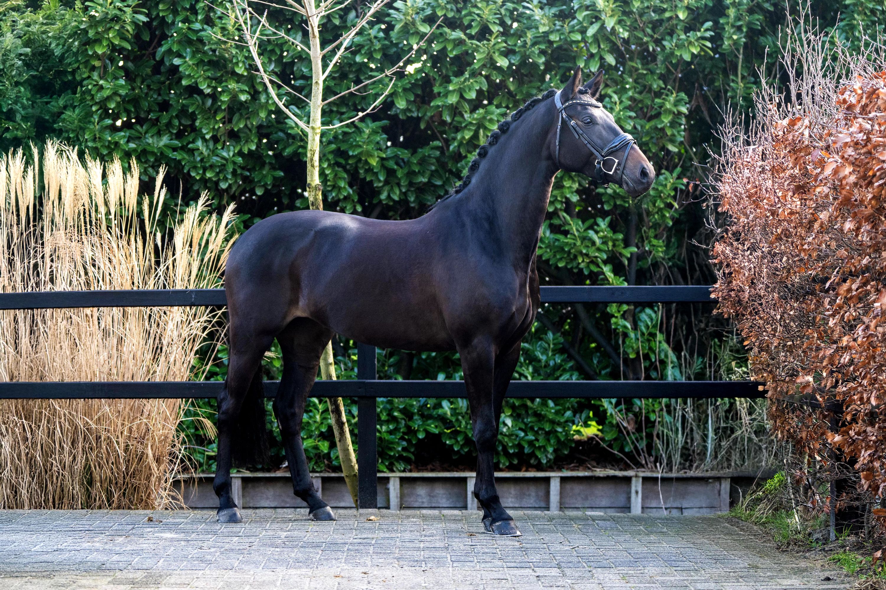 kwpn dressuurpaard merrie 4 years old donkerbruin for sale - Photo 3