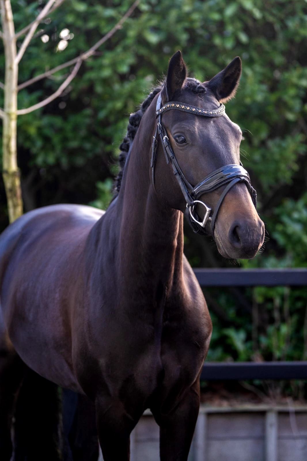 kwpn dressuurpaard merrie 4 years old donkerbruin for sale - Photo 4