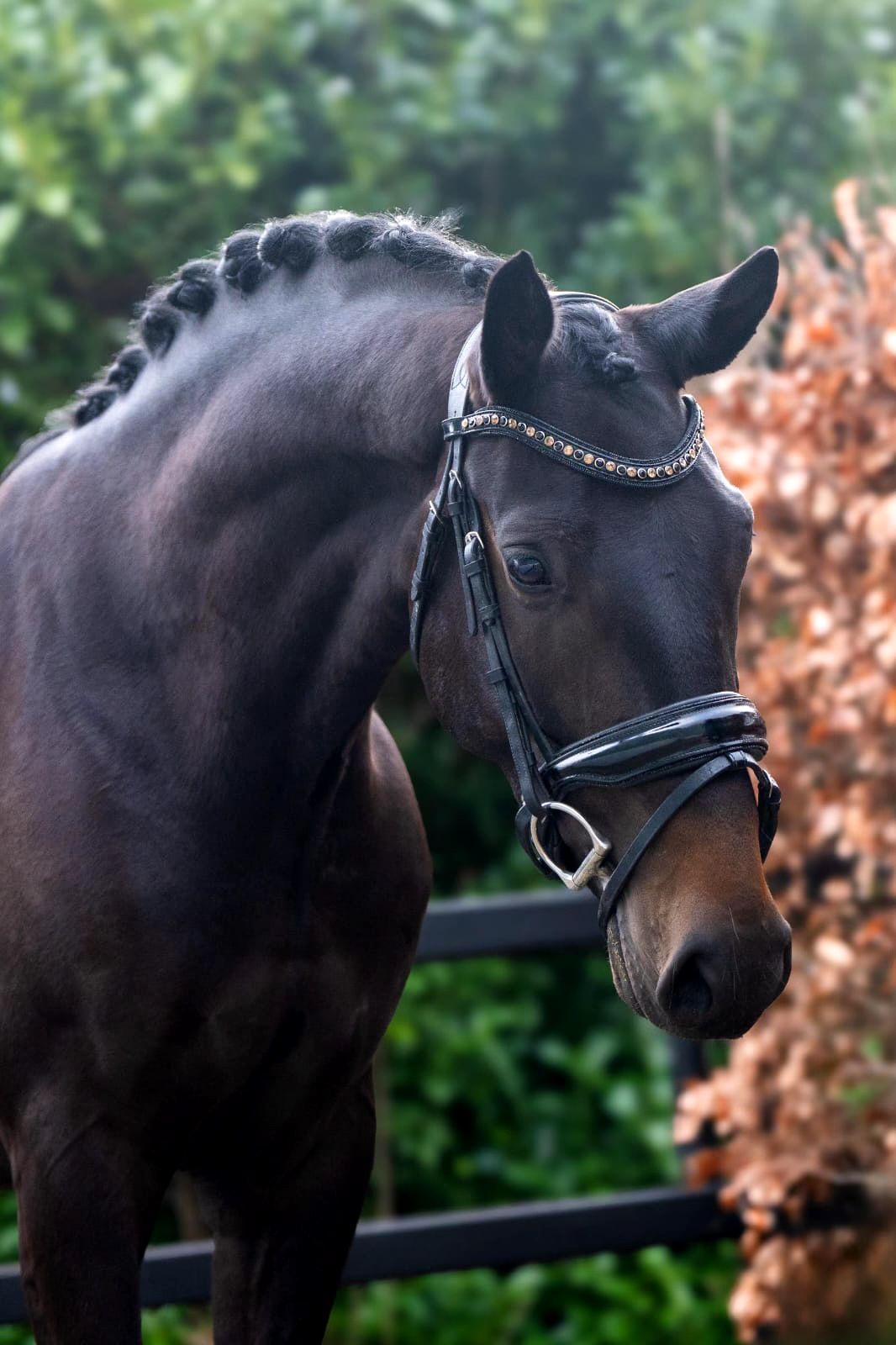 kwpn dressuurpaard merrie 4 years old donkerbruin for sale - Photo 2