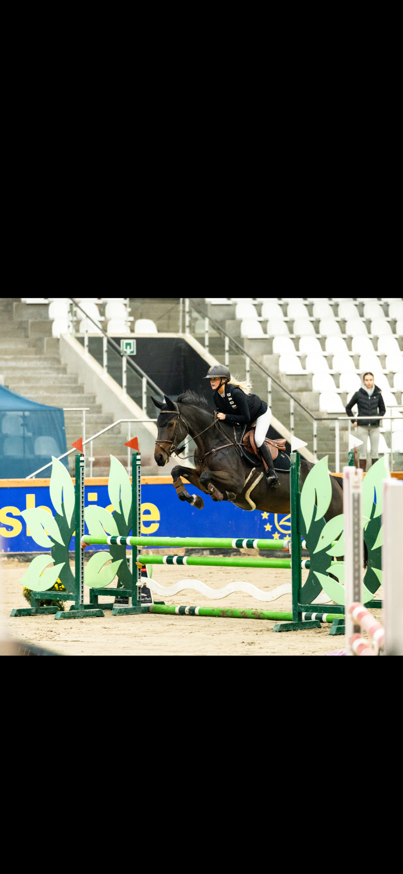 zangersheide springpaard merrie 7 years old donkerbruin for sale - Main photo
