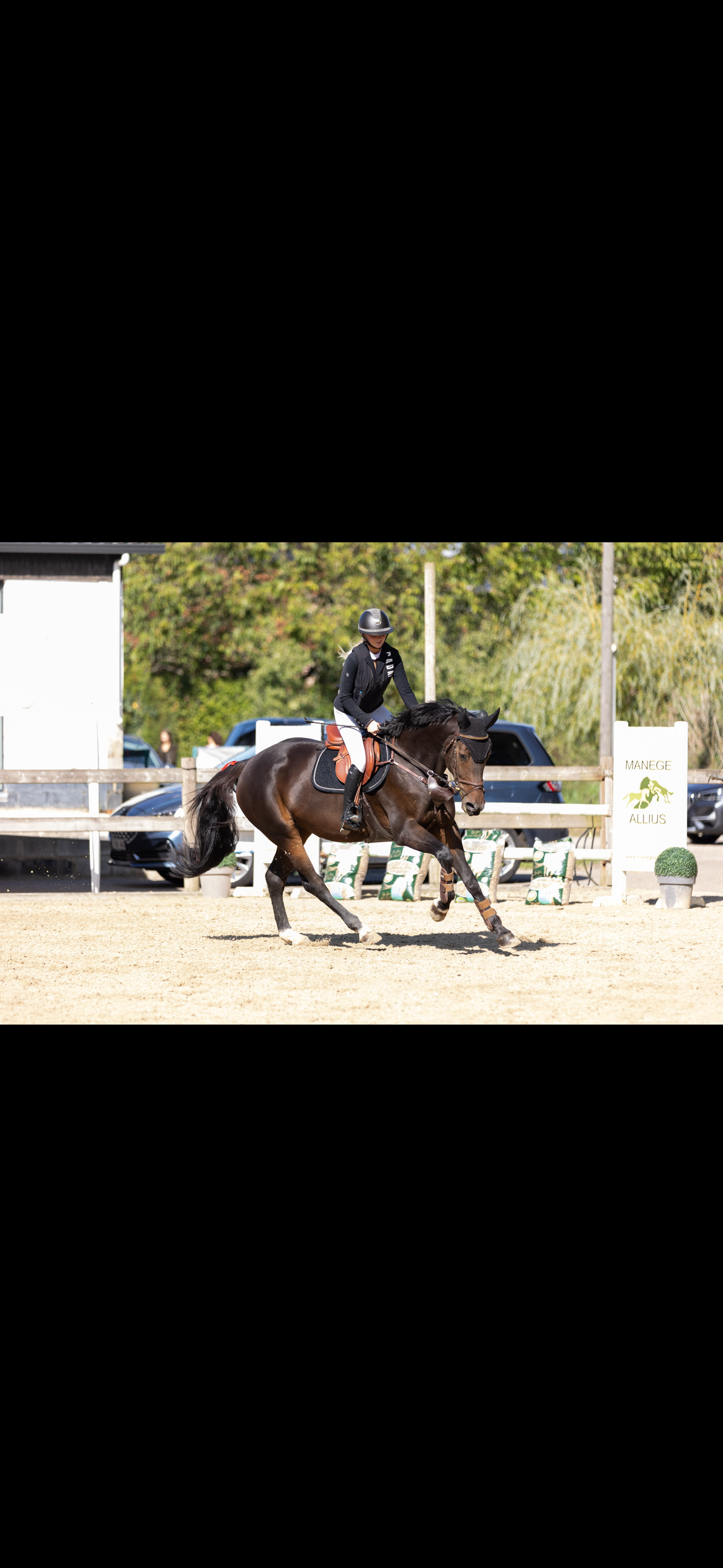 zangersheide springpaard merrie 7 years old donkerbruin for sale - Photo 3