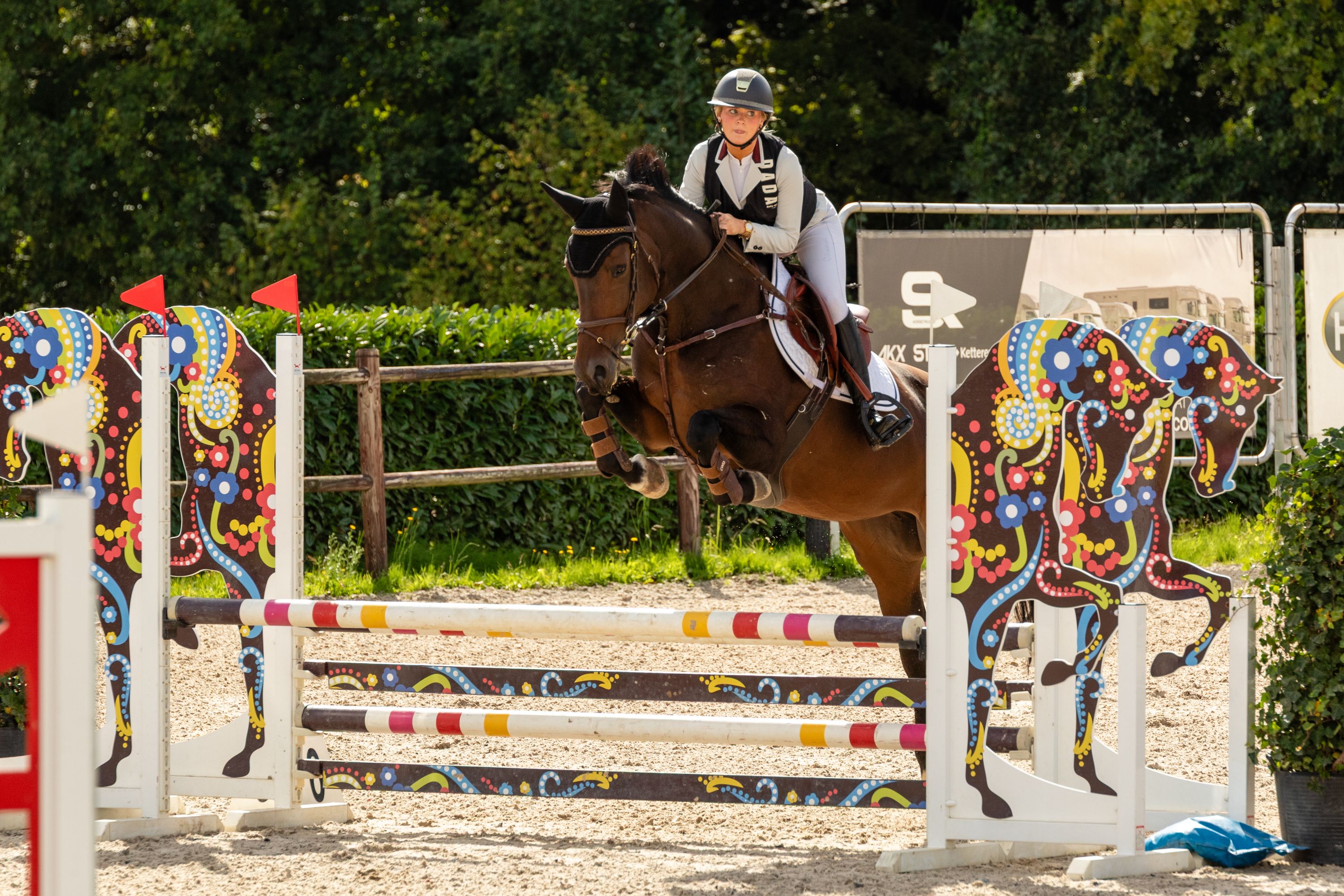 zangersheide springpaard merrie 7 years old donkerbruin for sale - Photo 4