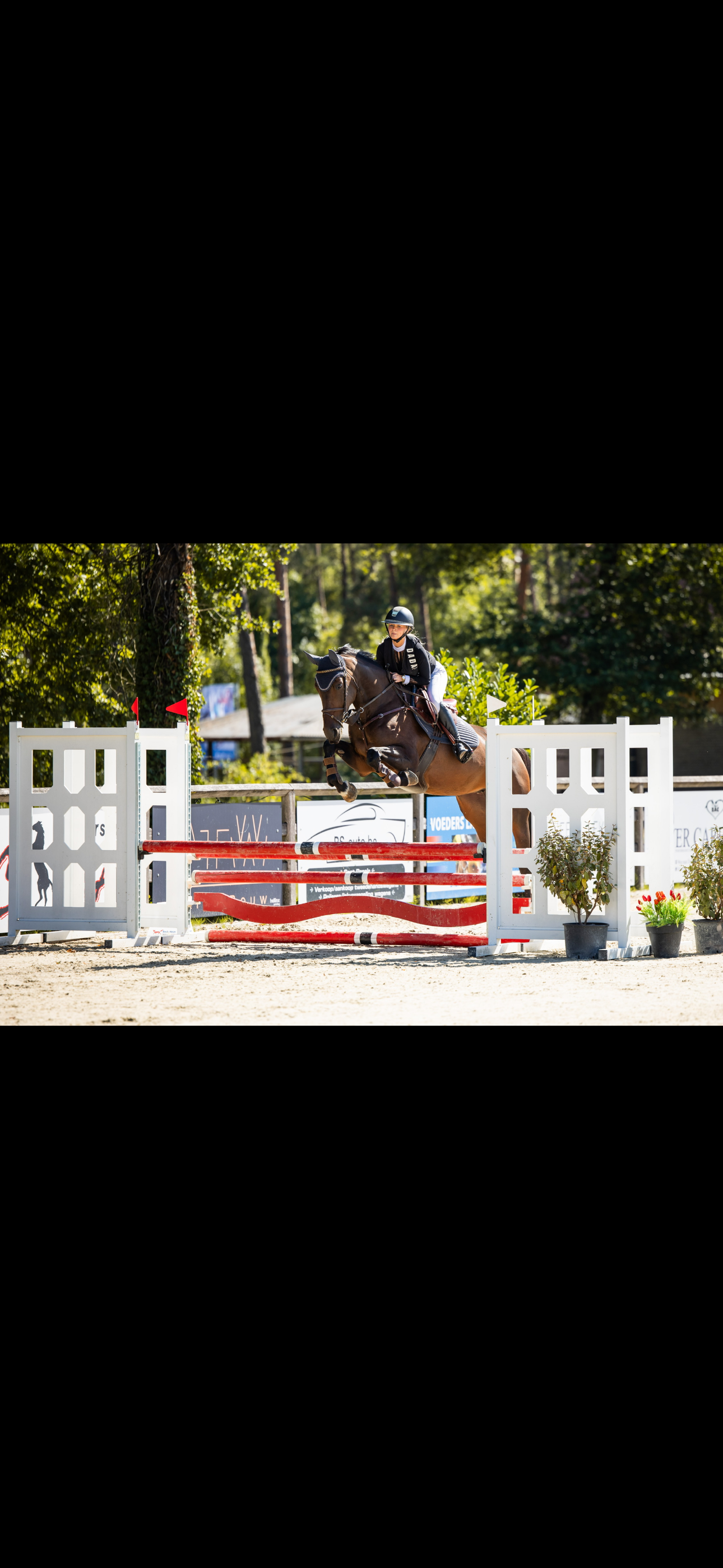 zangersheide springpaard merrie 7 years old donkerbruin for sale - Photo 5