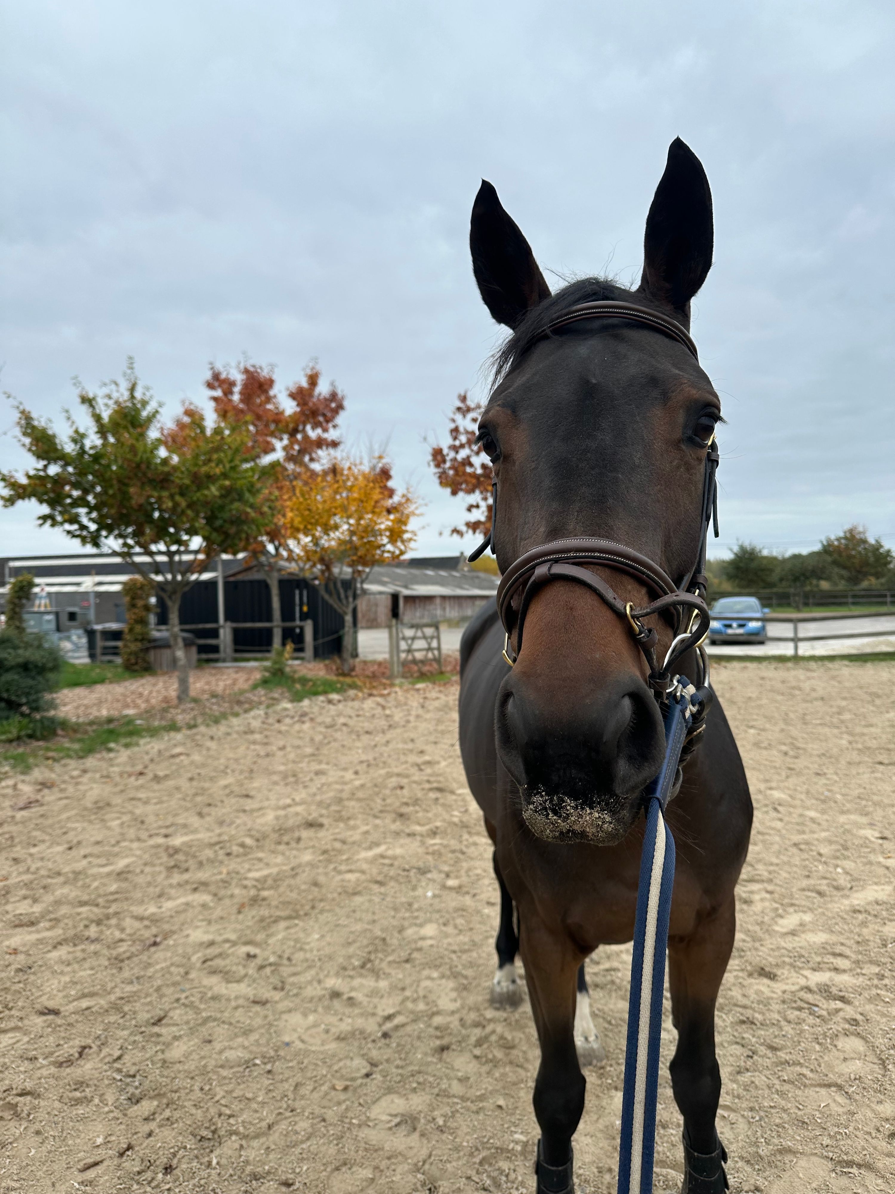 zangersheide springpaard merrie 7 years old donkerbruin for sale - Photo 2