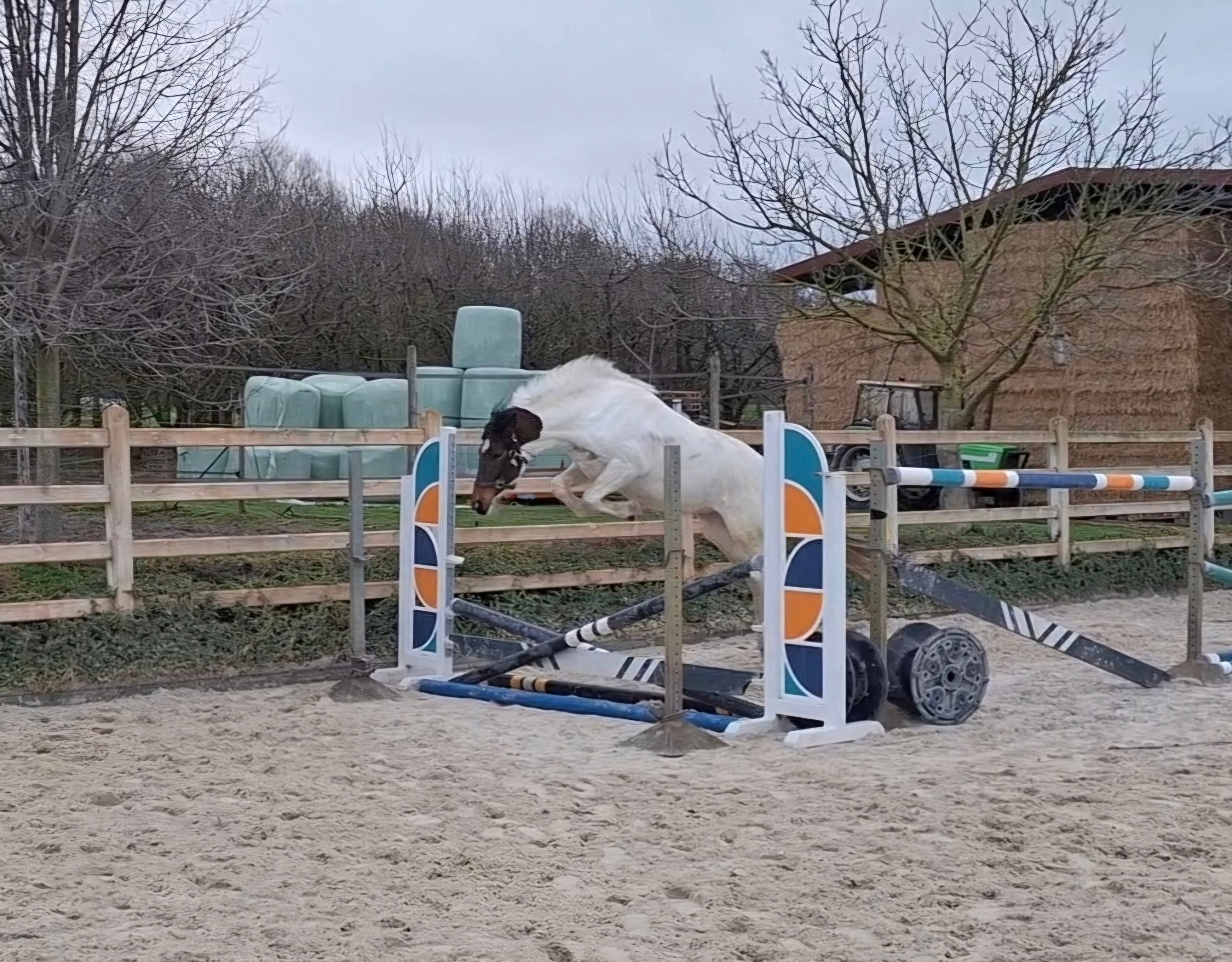 bwp allround-pony merrie 2 years old skewbald for sale - Main photo
