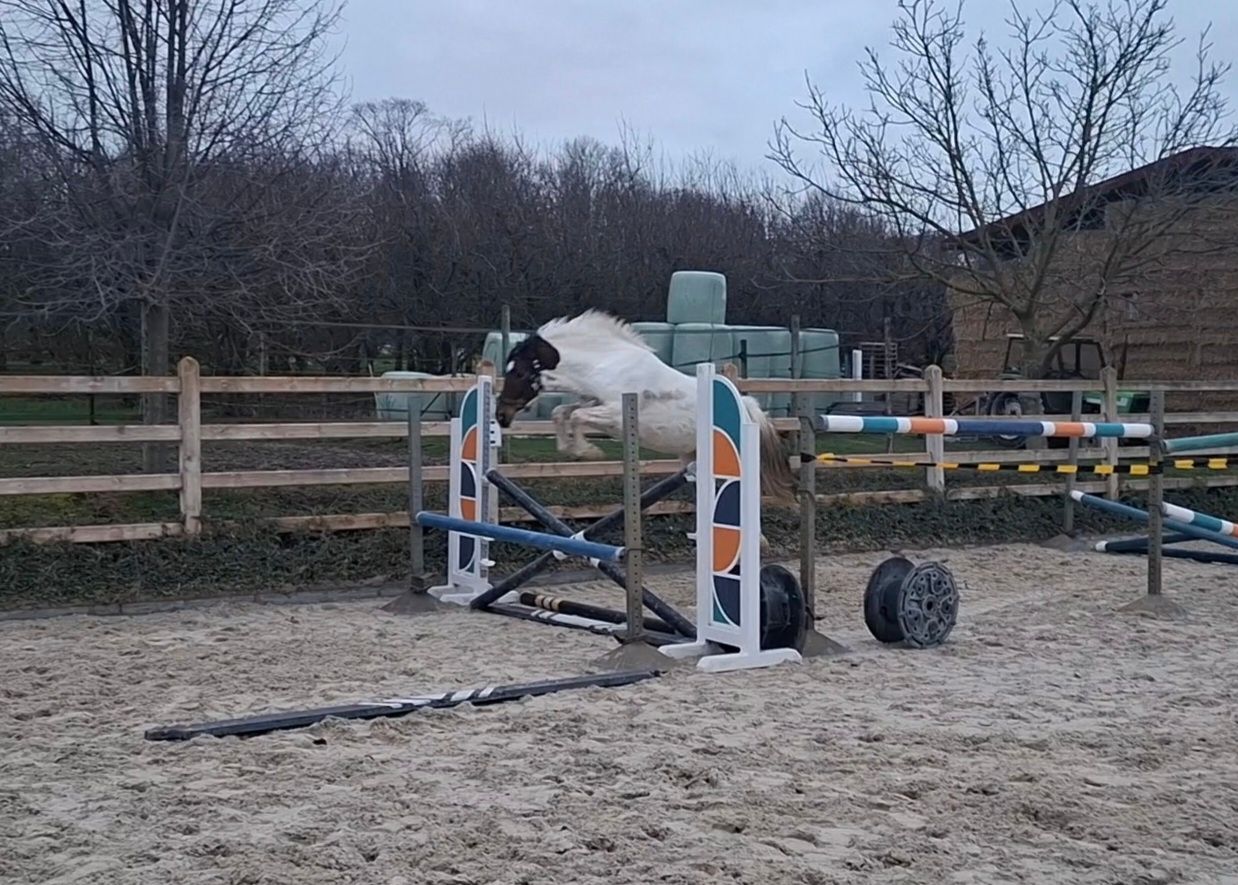 bwp allround-pony merrie 2 years old skewbald for sale - Photo 2