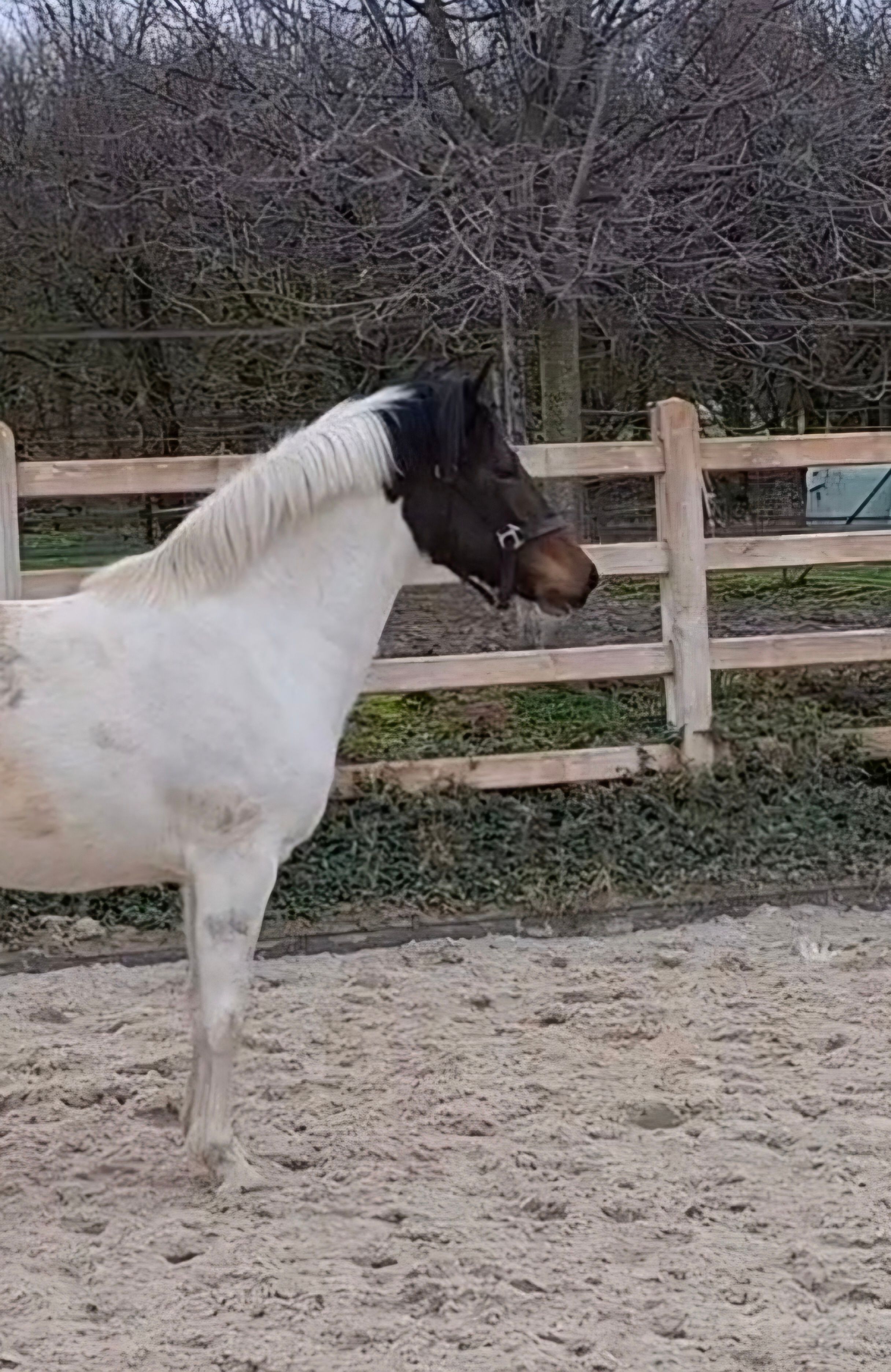 bwp allround-pony merrie 2 years old skewbald for sale - Photo 3