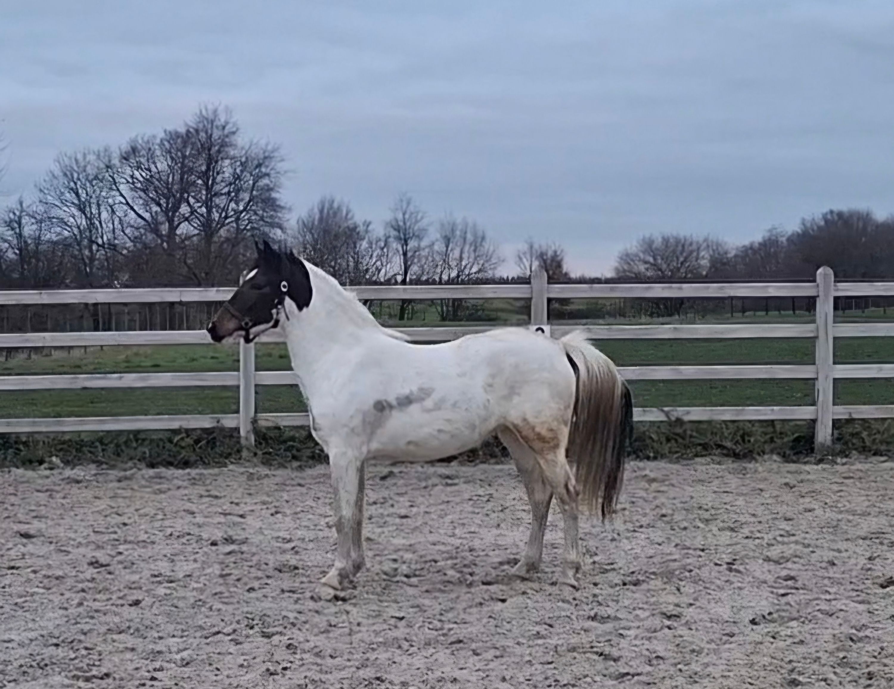 bwp allround-pony merrie 2 years old skewbald for sale - Photo 4