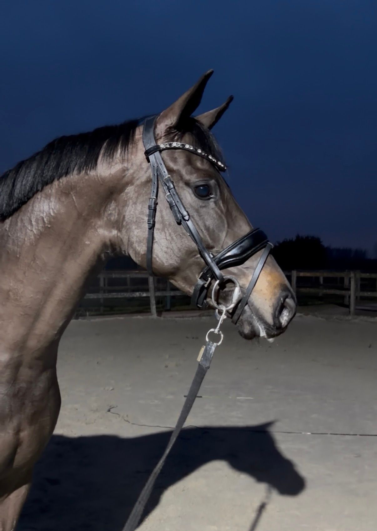 kwpn dressuurpaard merrie 6 years old donkerbruin for sale - Photo 4