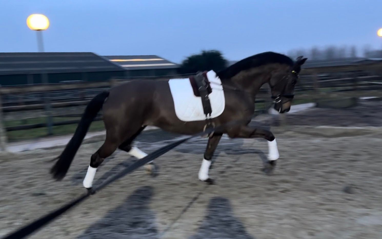 kwpn dressuurpaard merrie 6 years old donkerbruin for sale - Photo 3