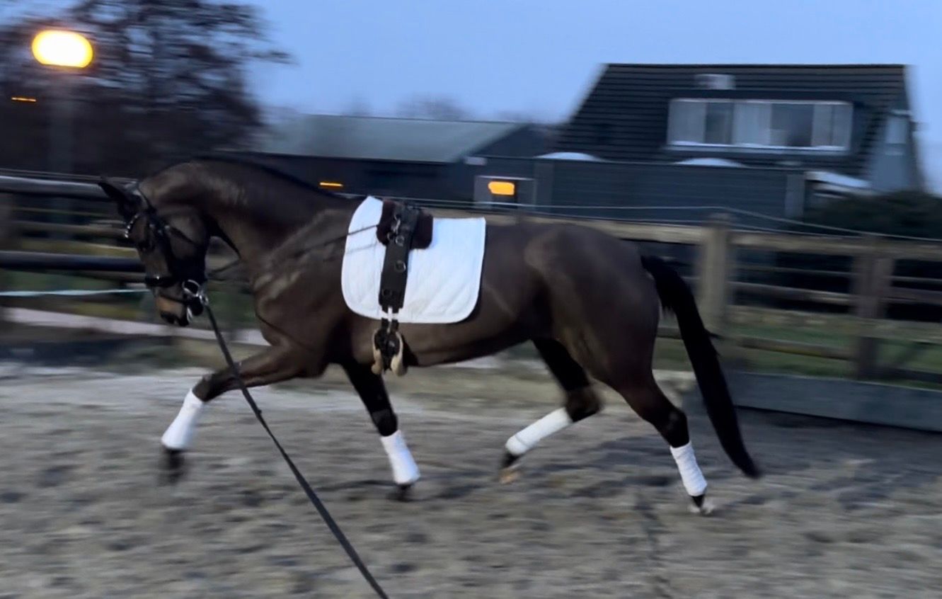 kwpn dressuurpaard merrie 6 years old donkerbruin for sale - Photo 2