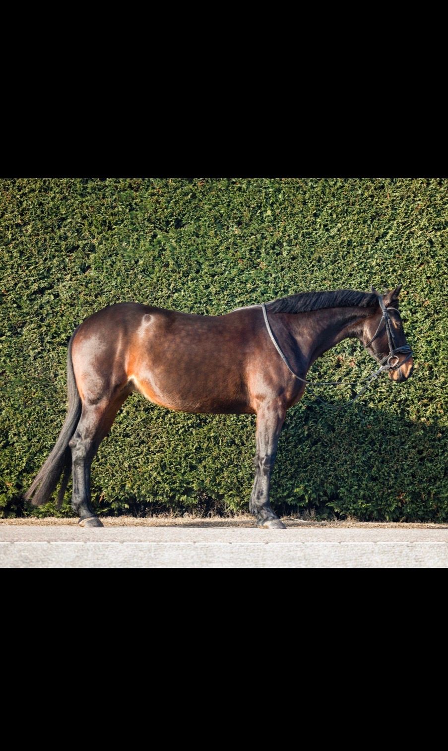 irish springpaard merrie 9 years old donkerbruin for sale - Photo 4