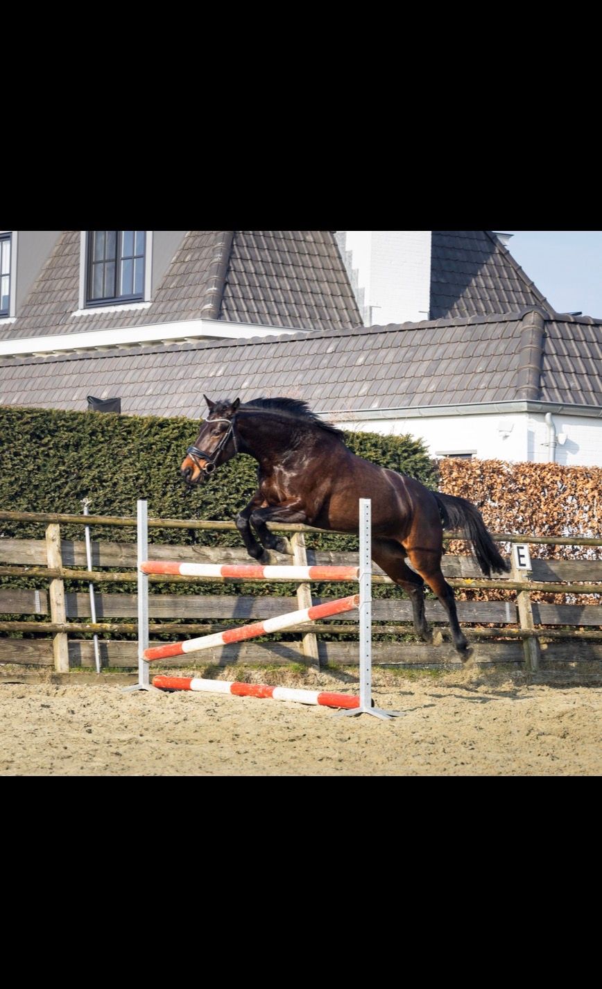 Sweet mare for sale