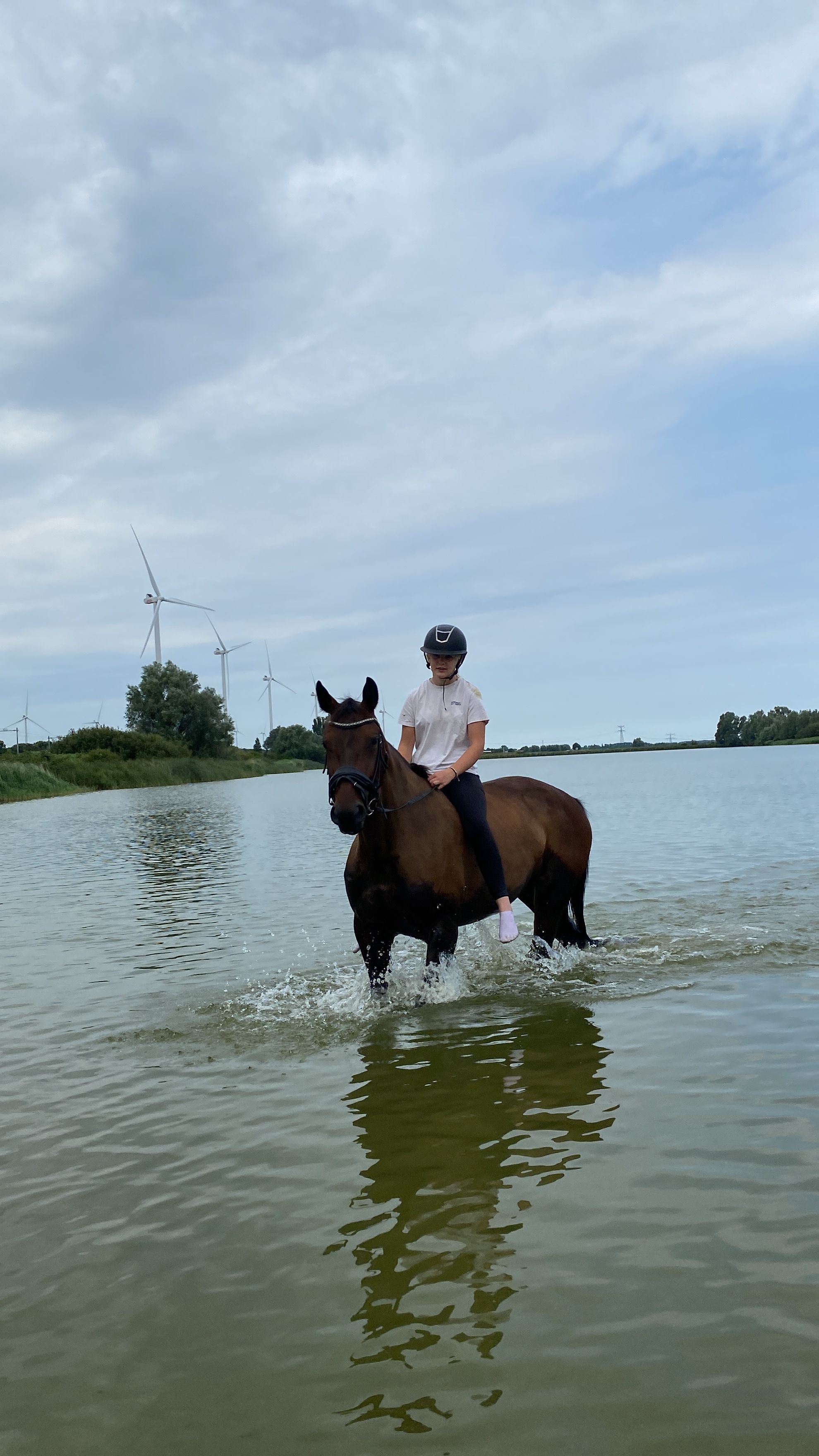 irish springpaard merrie 9 years old donkerbruin for sale - Photo 6