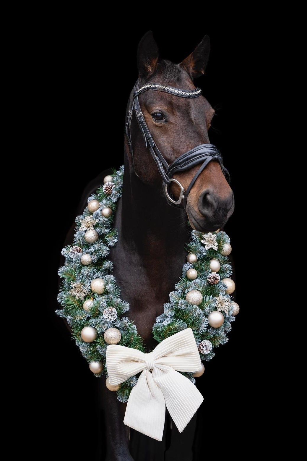 irish springpaard merrie 9 years old donkerbruin for sale - Photo 3
