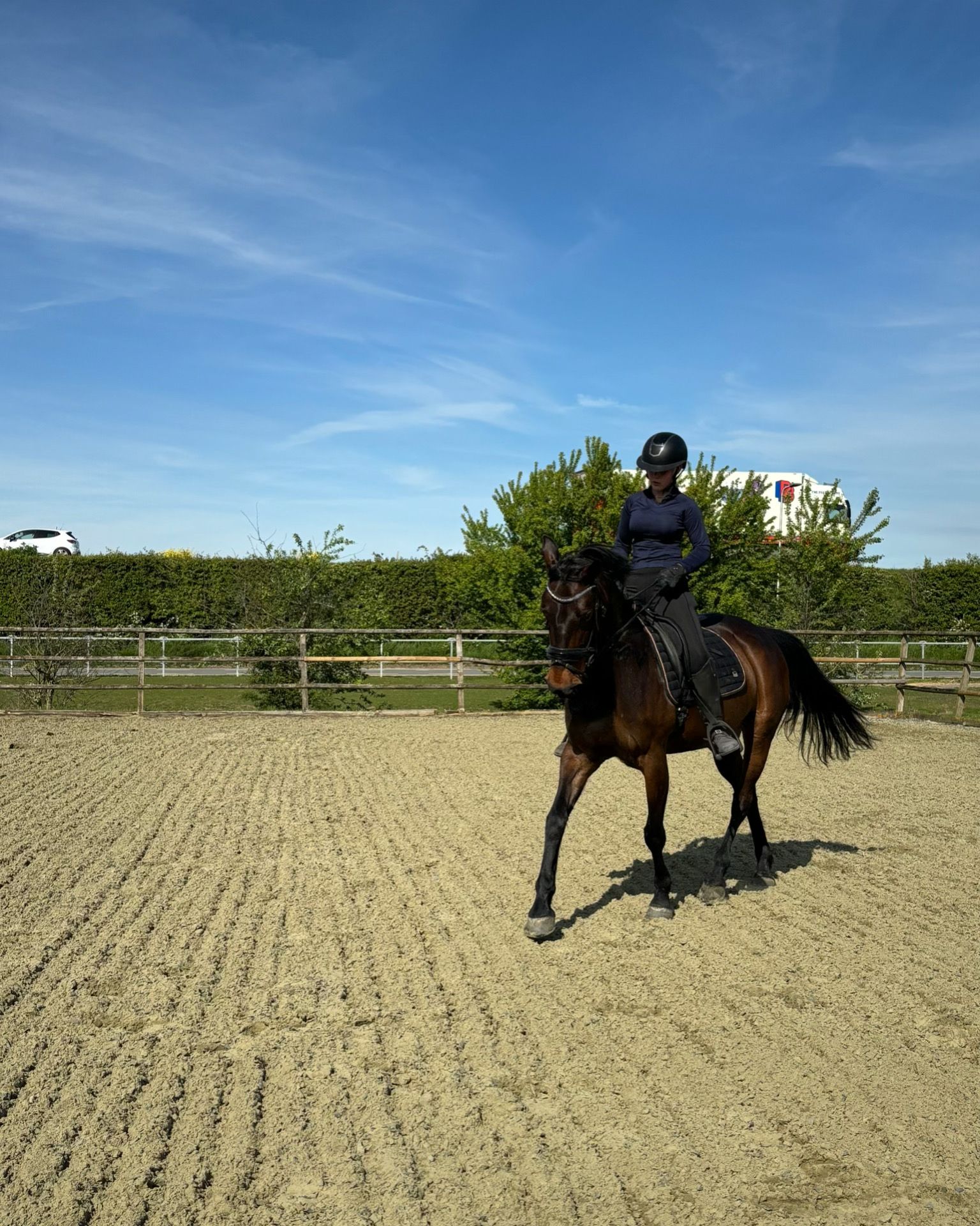 irish springpaard merrie 9 years old donkerbruin for sale - Photo 2