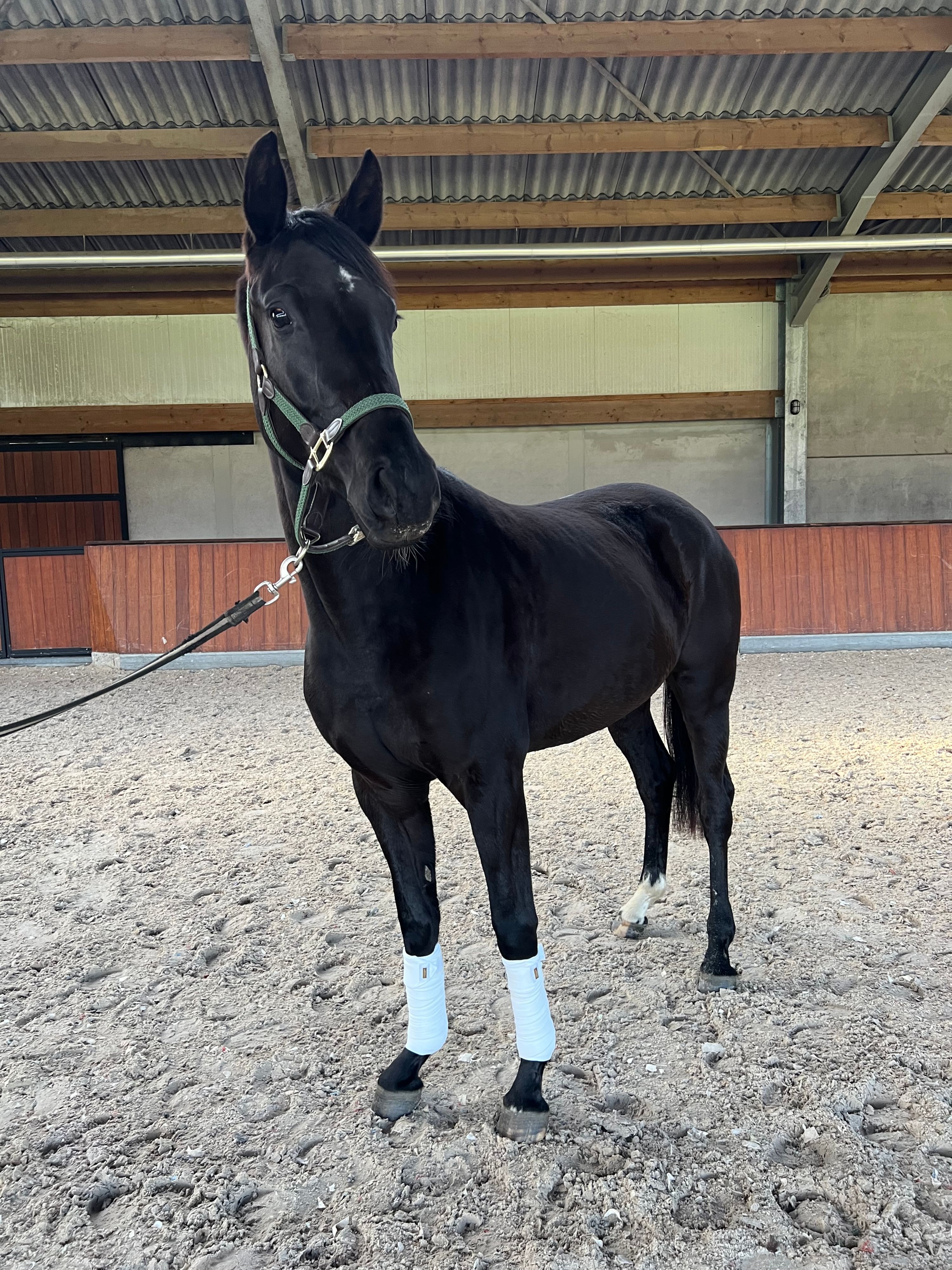 Top gefokte 3jarige KWPN merrie