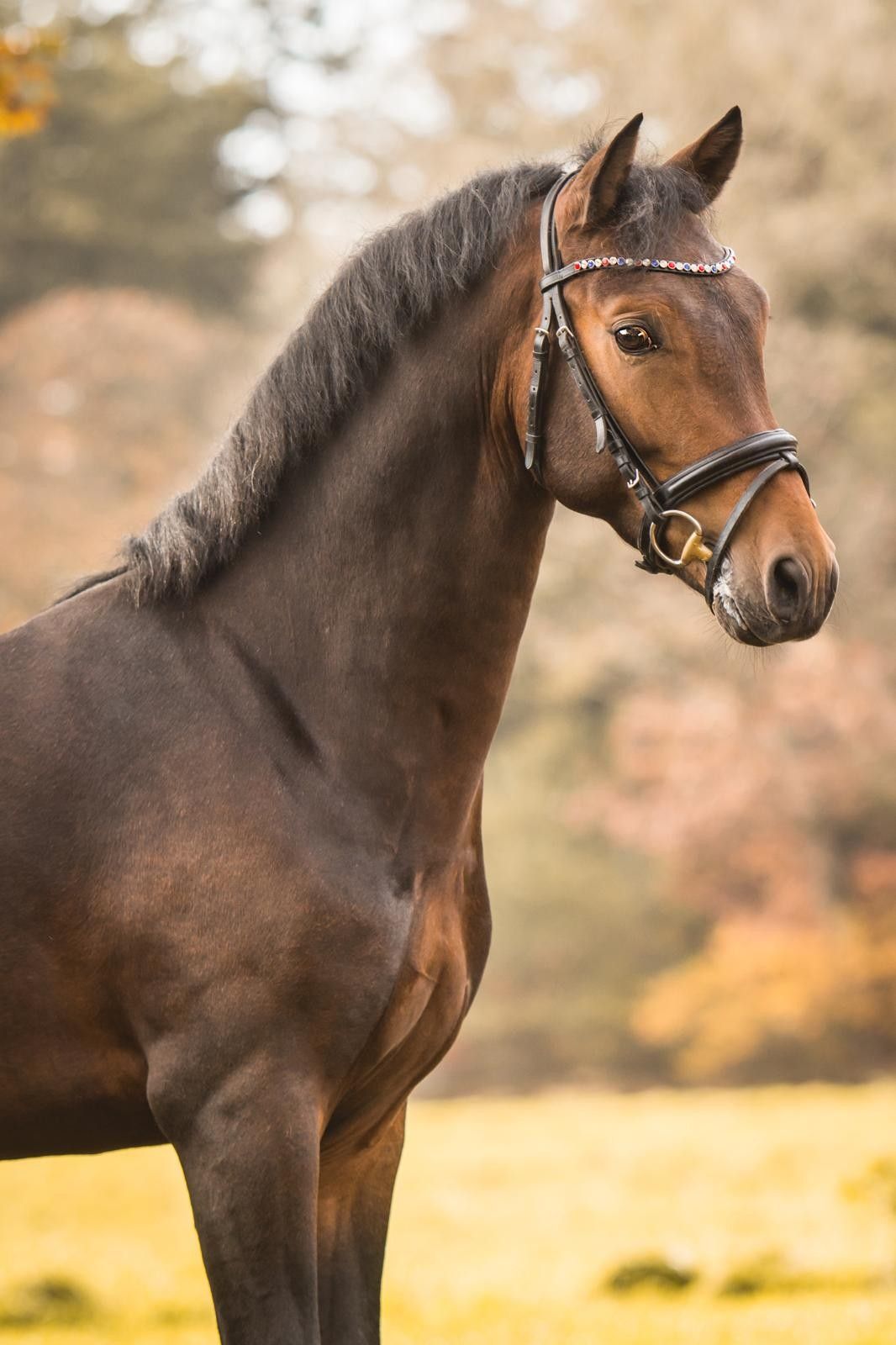 new-forest dressuurpony hengst 9 years old bruin for sale - Photo 2