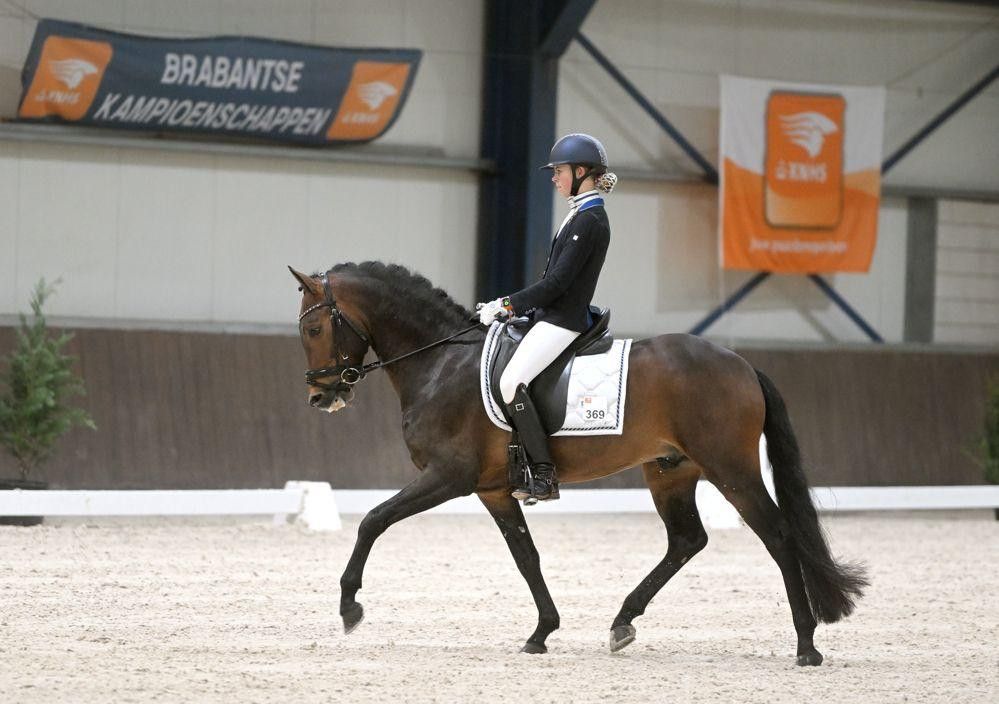 Very handsome Z2 dressage pony
