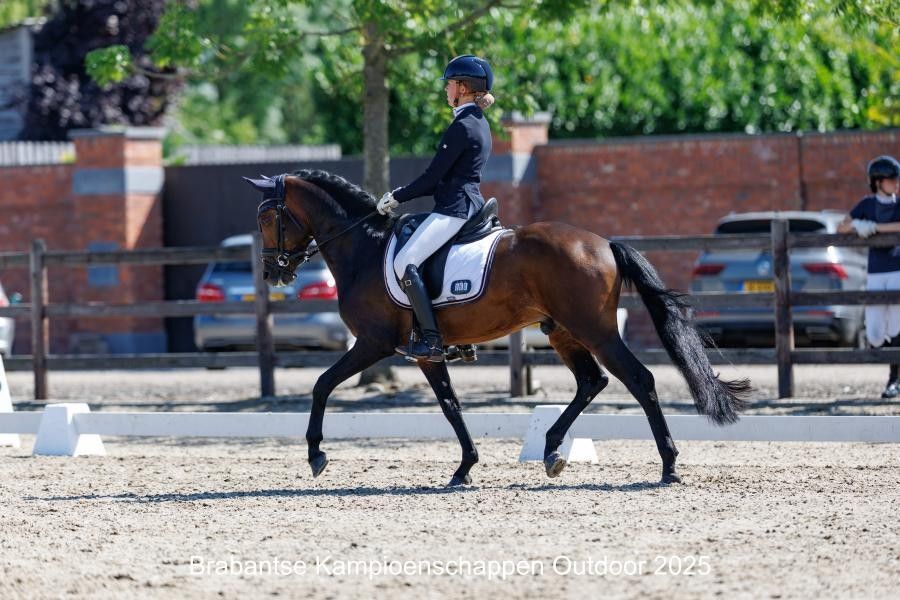 new-forest dressuurpony hengst 9 years old bruin for sale - Photo 3