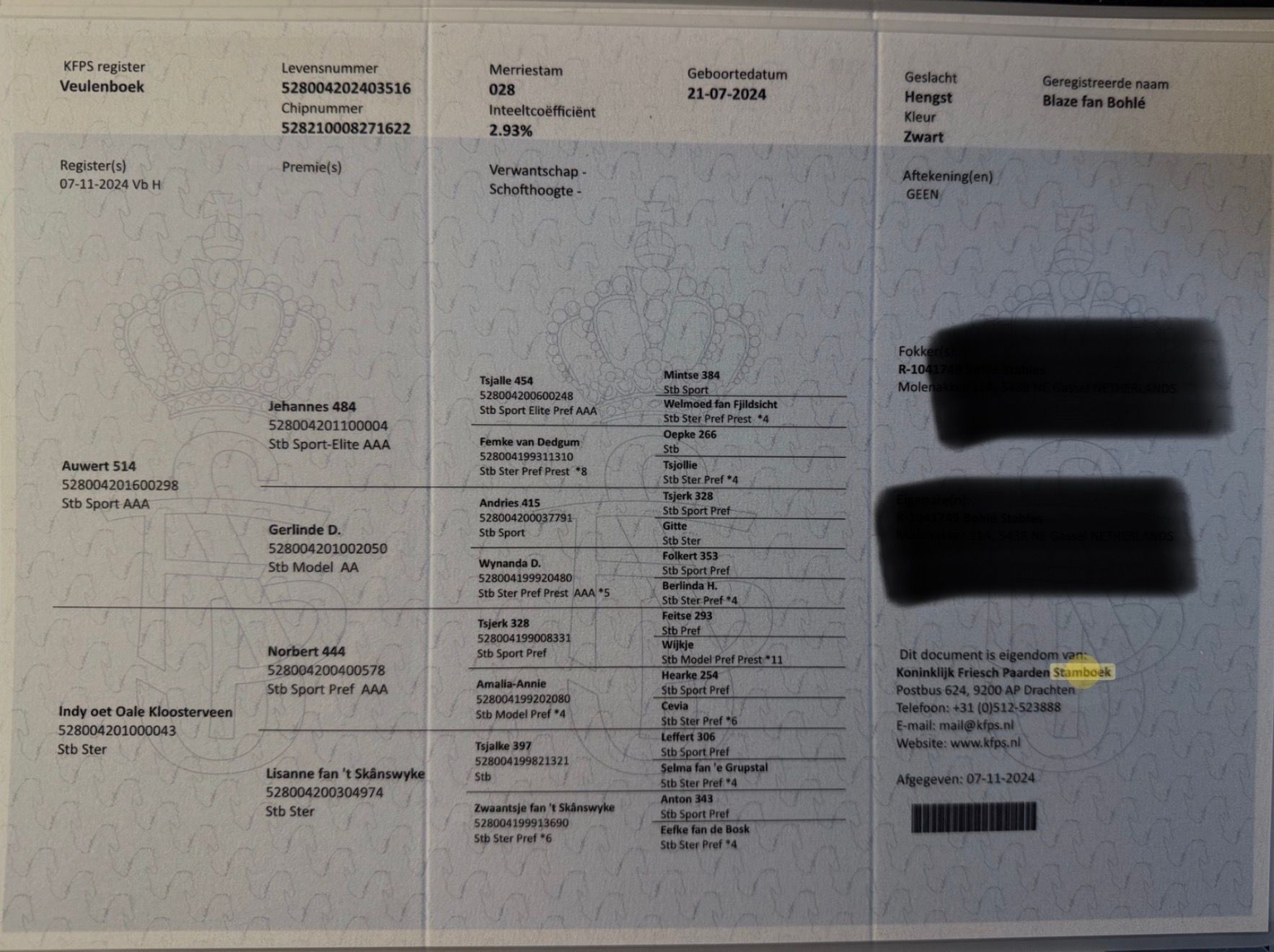 fries Hengst 2 jaar zwart te koop - Foto 3