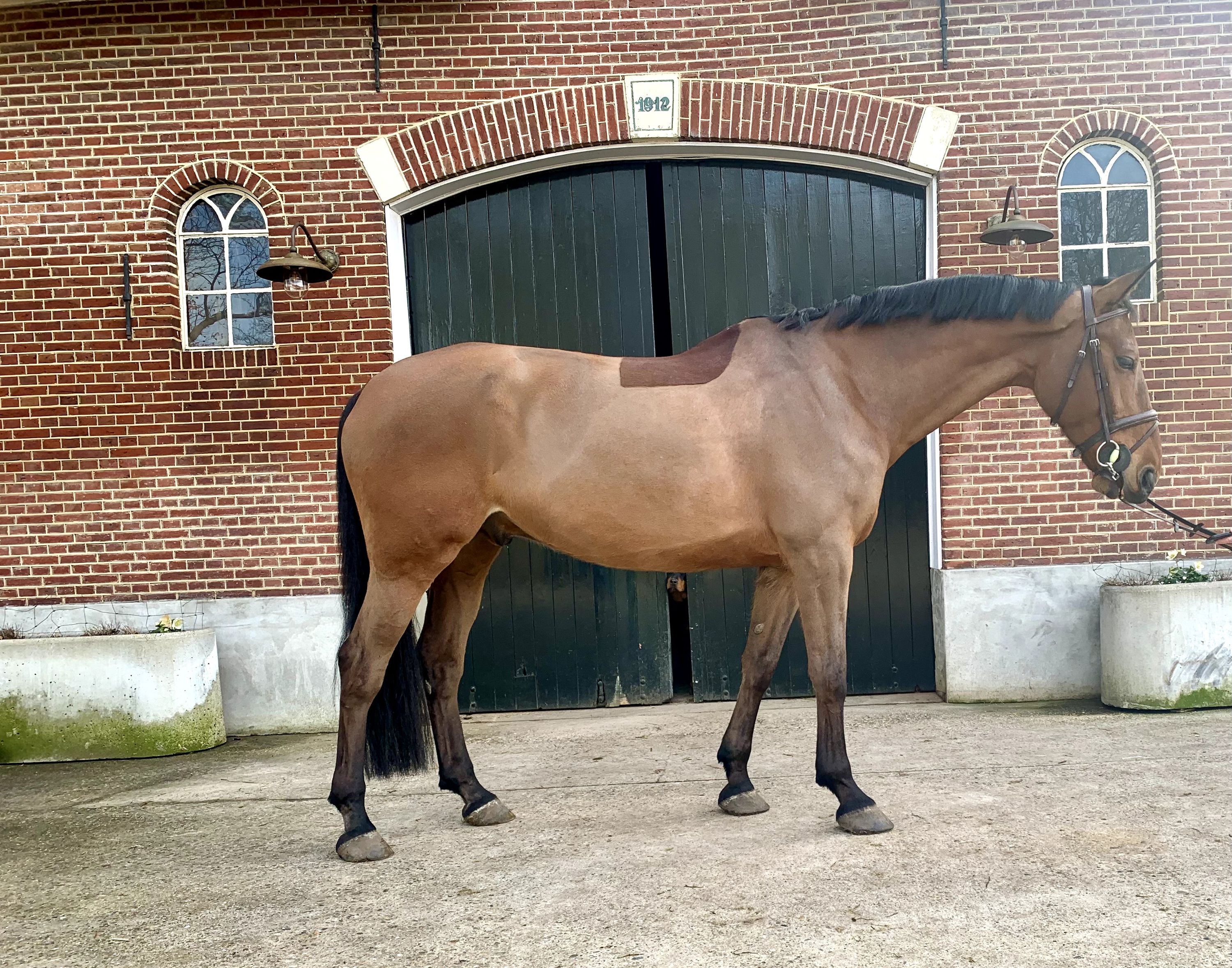 kwpn springpaard ruin 9 years old donkerbruin for sale - Main photo