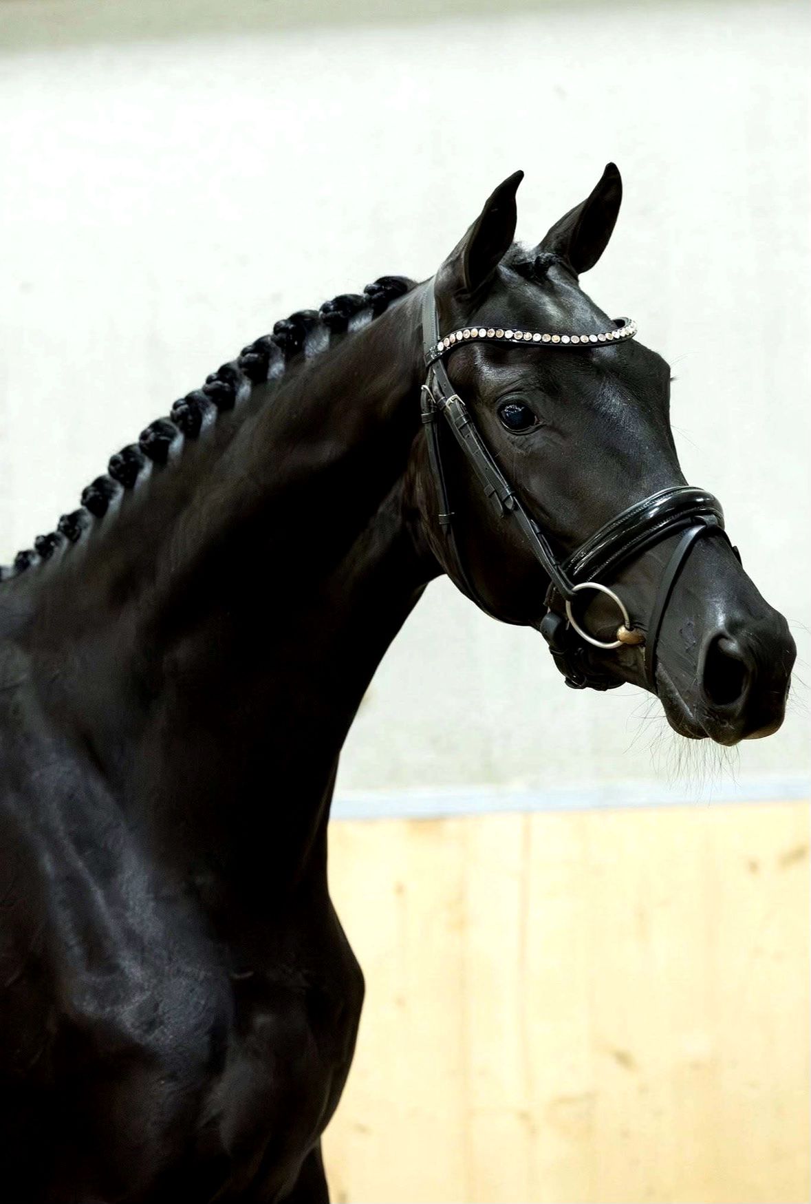 kwpn dressuurpaard merrie 4 years old zwart for sale - Main photo