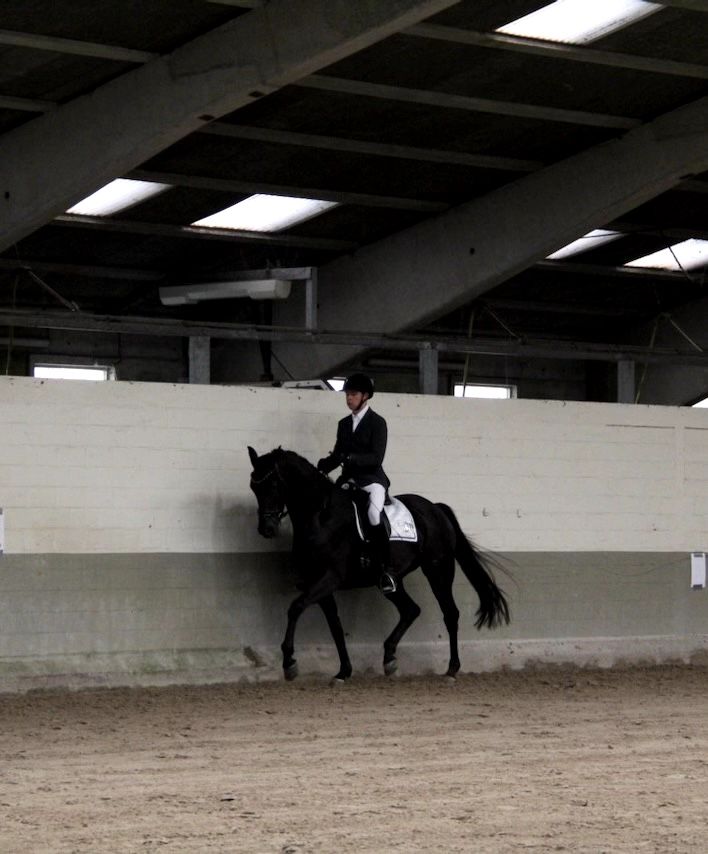 kwpn dressuurpaard merrie 4 years old zwart for sale - Photo 2
