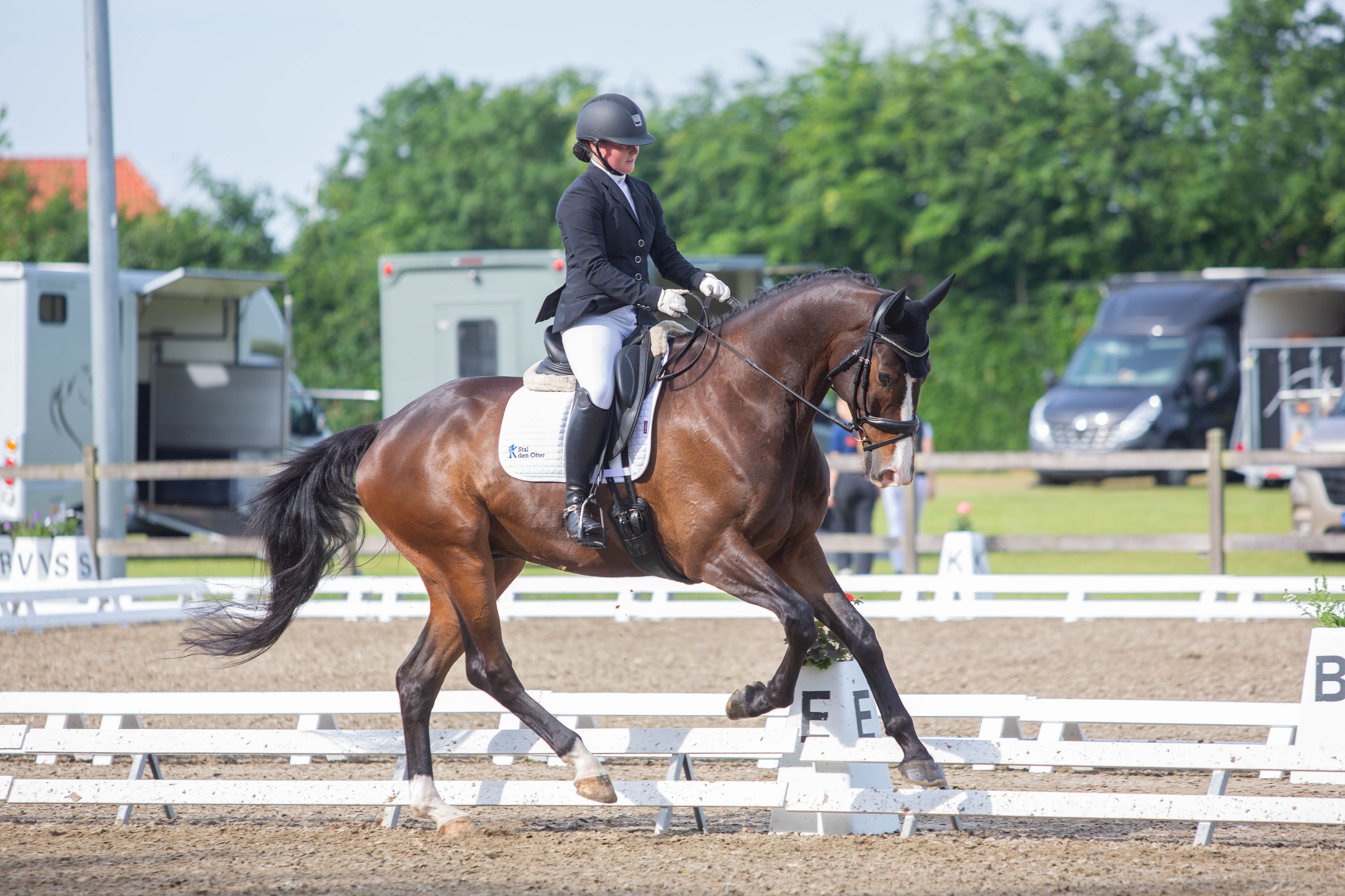 kwpn dressuurpaard ruin 8 years old donkerbruin for sale - Main photo