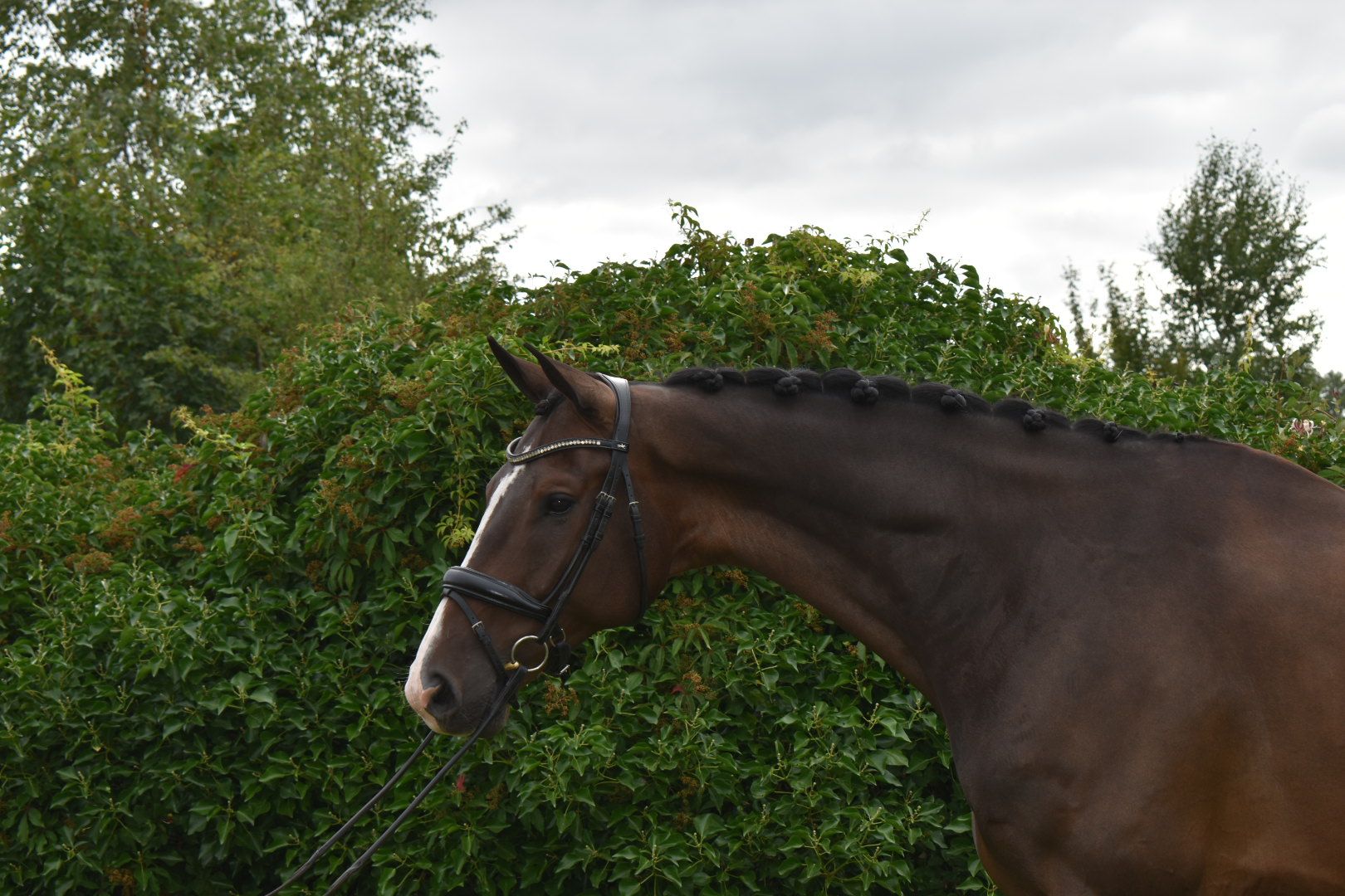 kwpn dressuurpaard ruin 8 years old donkerbruin for sale - Photo 4