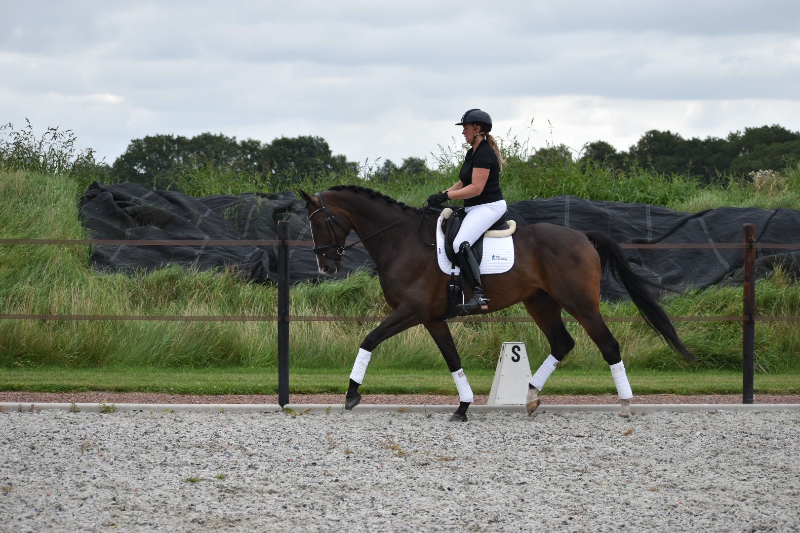 kwpn dressuurpaard ruin 8 years old donkerbruin for sale - Photo 6