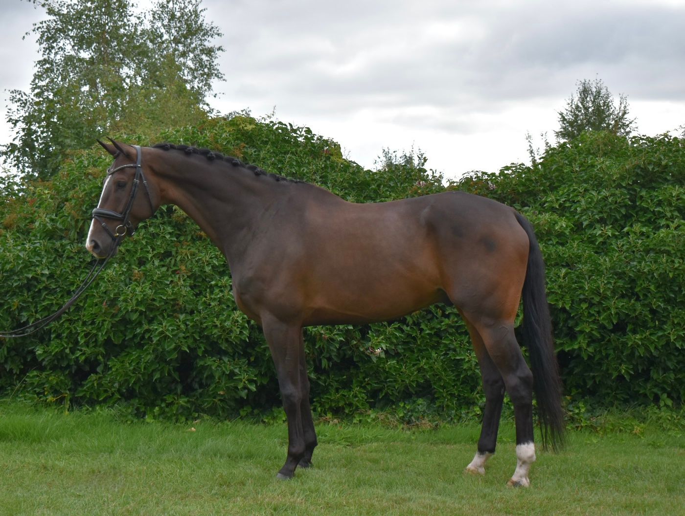 kwpn dressuurpaard ruin 8 years old donkerbruin for sale - Photo 3