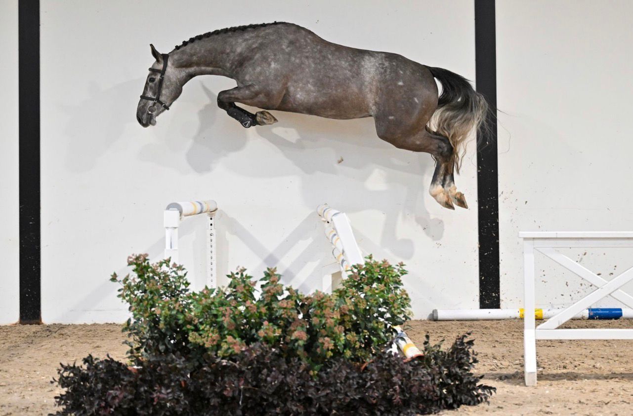 sbs springpaard ruin 4 years old schimmel for sale - Photo 3