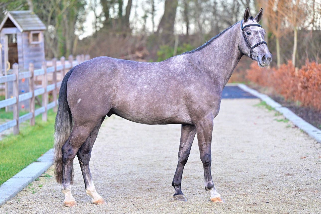 sbs springpaard ruin 4 years old schimmel for sale - Photo 2
