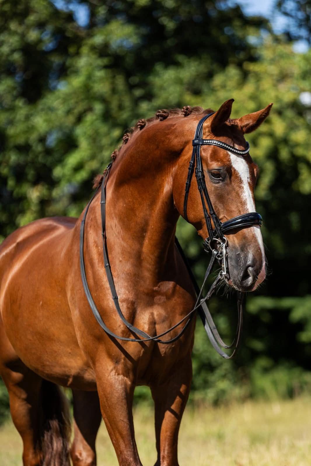 Easy & Safe Everdale Gelding