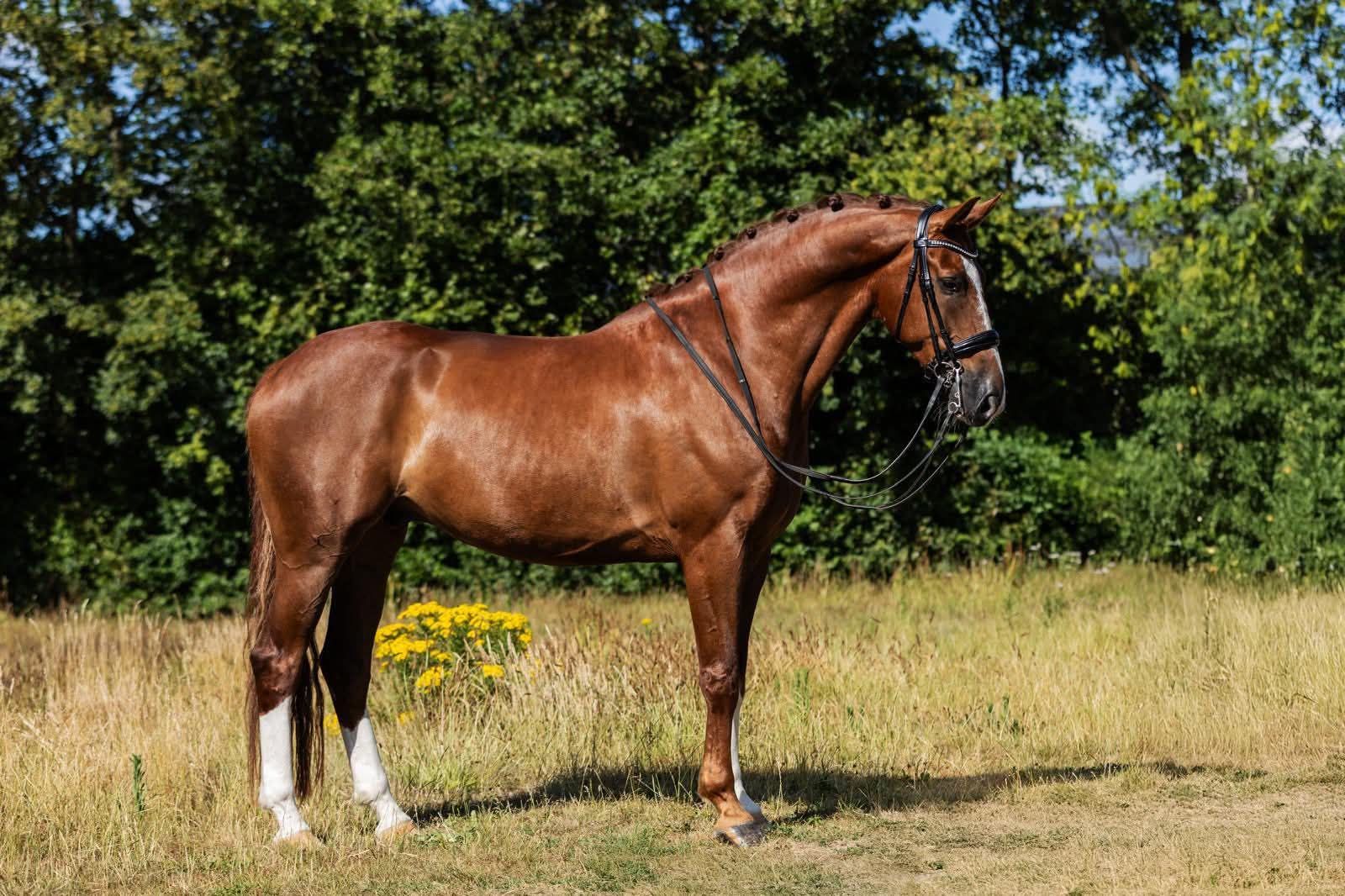 KWPN dressuurpaard Ruin 8 years old Vos for sale - Photo 2