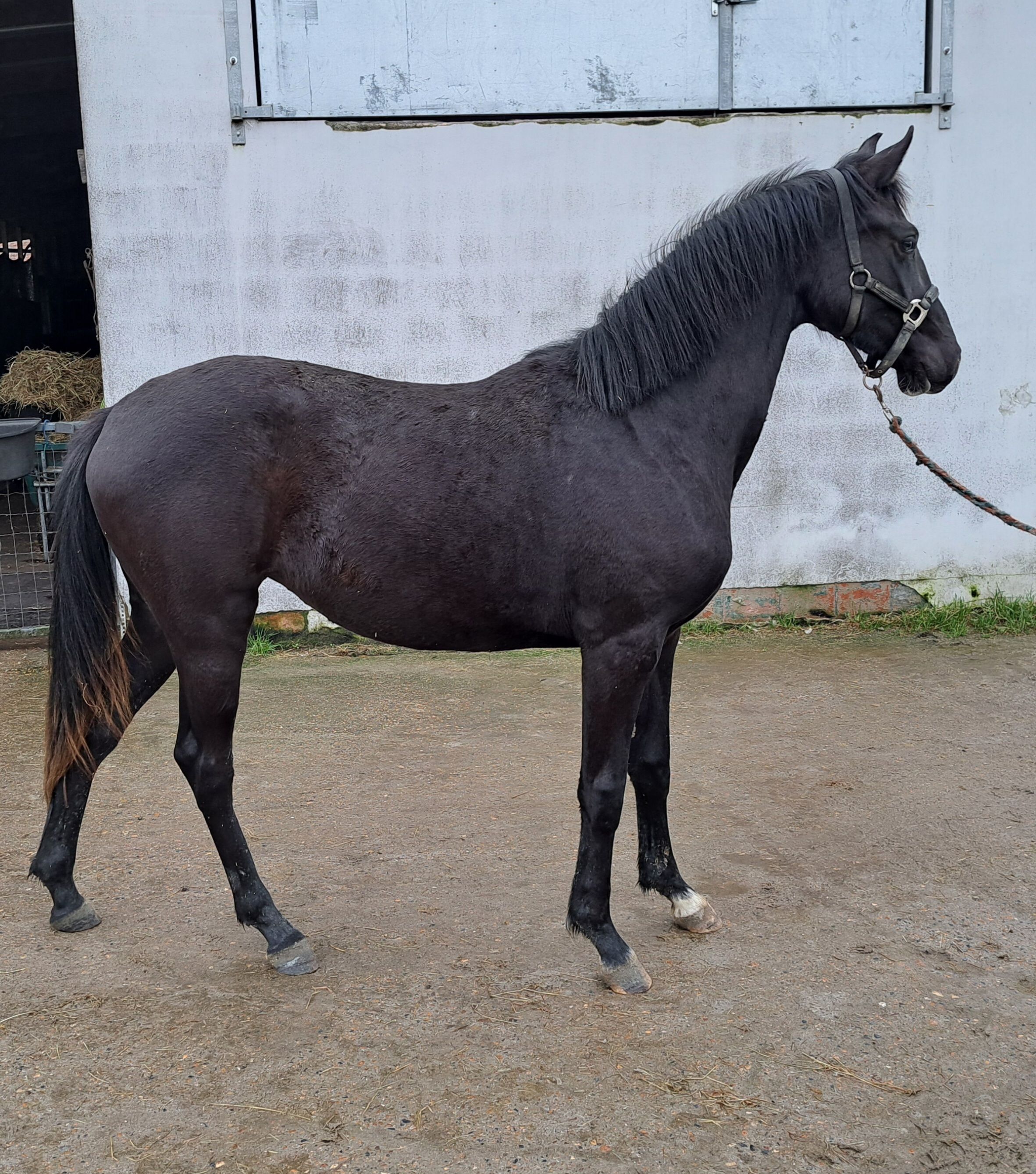 Femelle de 2 ans par Total McLaren x Johnson (Lignée riche en prédicats)