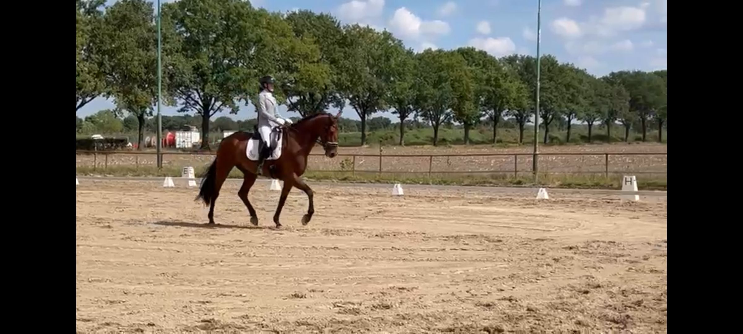 bwp dressuurpaard ruin 8 years old donkerbruin for sale - Photo 2