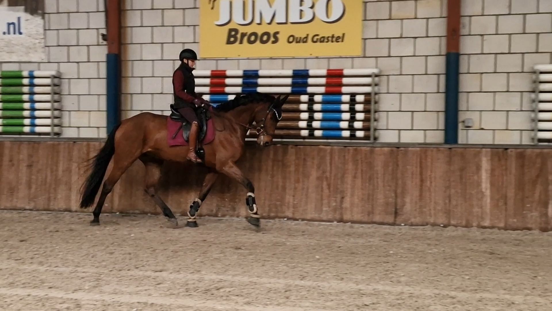 For cruise gelding ready to shine