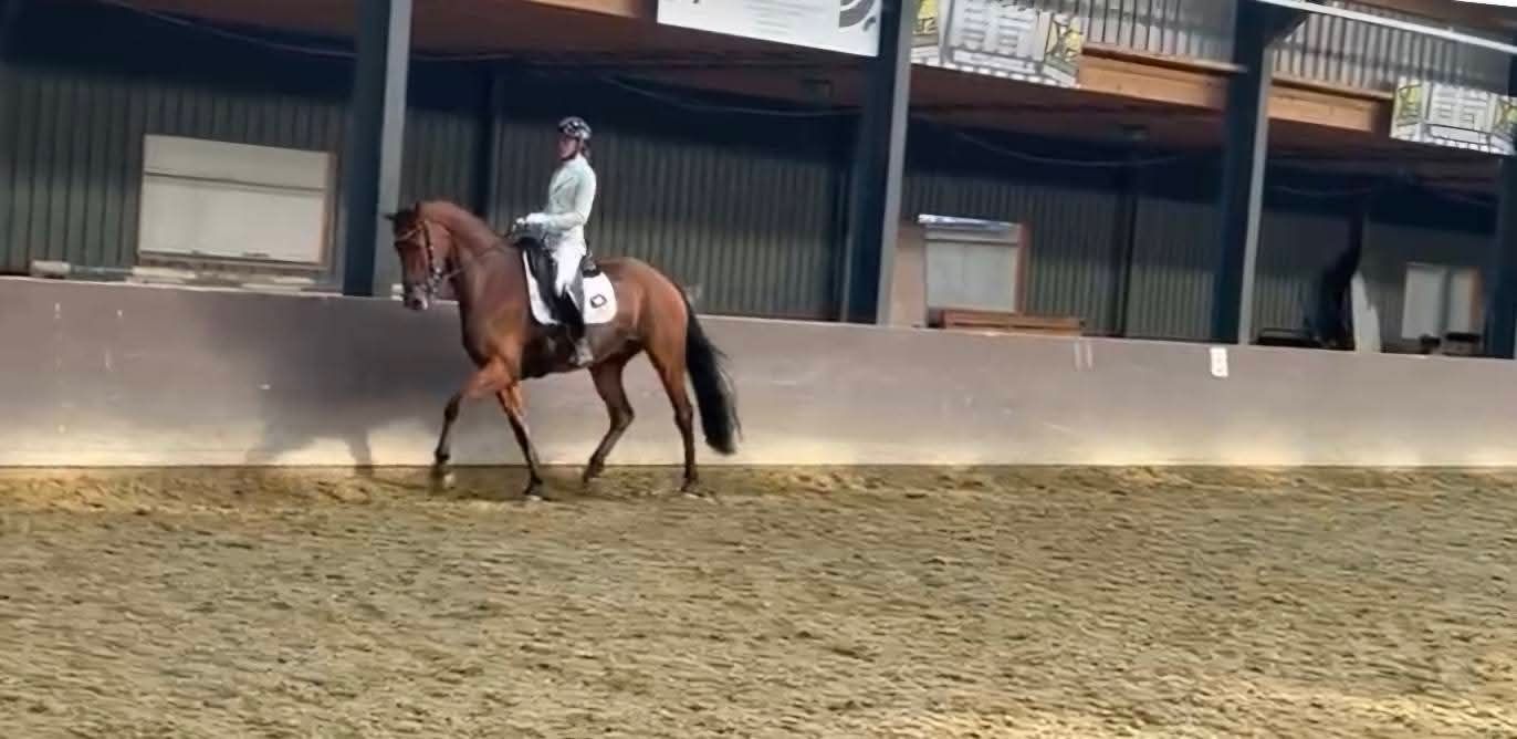 bwp dressuurpaard ruin 8 years old donkerbruin for sale - Photo 3