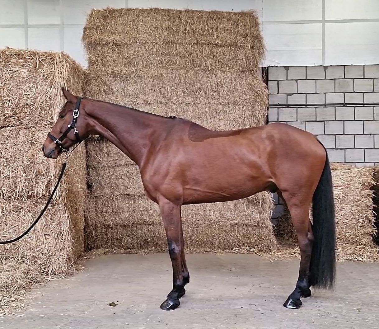 bwp dressuurpaard ruin 8 years old donkerbruin for sale - Photo 4