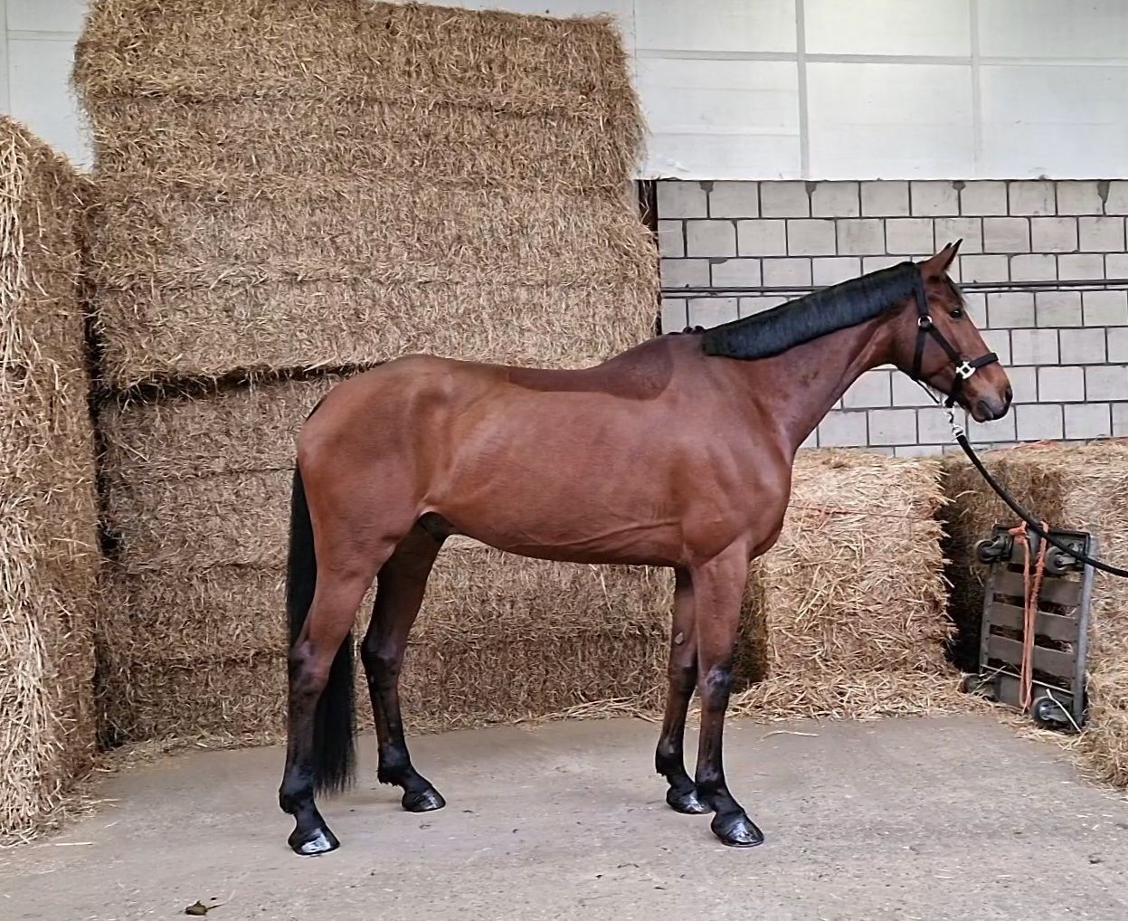 bwp dressuurpaard ruin 8 years old donkerbruin for sale - Photo 5