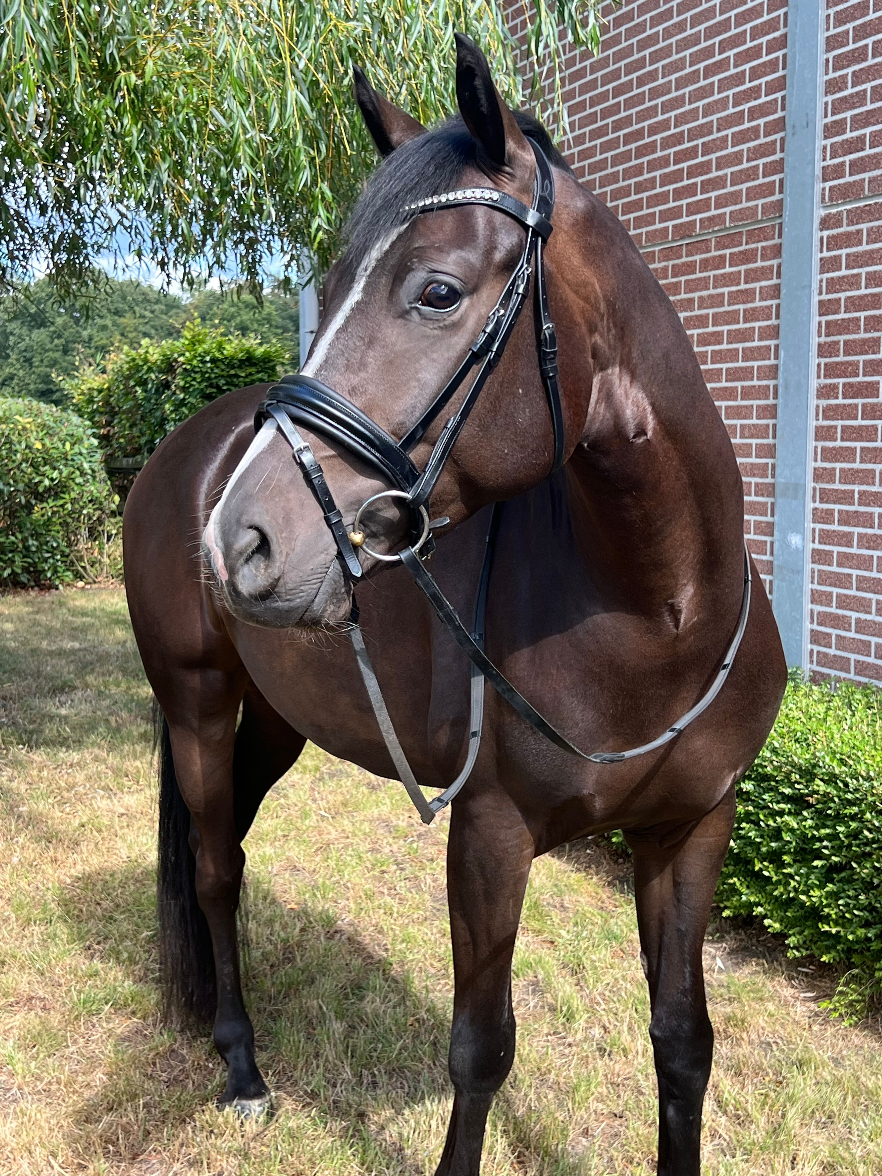 Talangfull 5-årig valack!