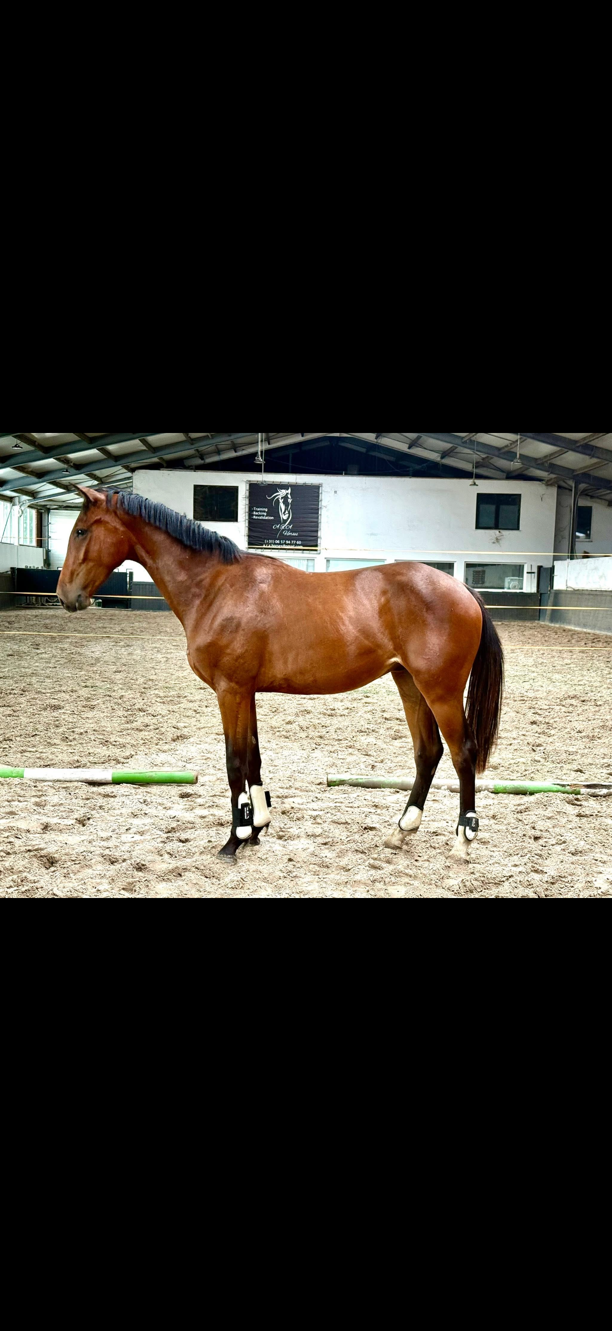2.5yo dressage gelding
