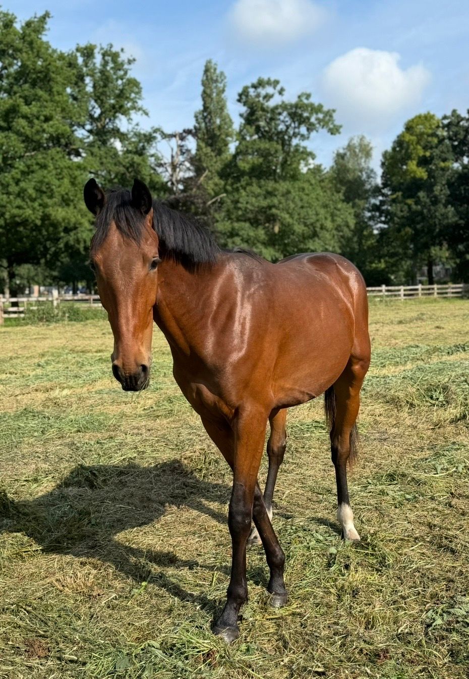 kwpn dressuurpaard ruin 3 years old kastanje for sale - Photo 2
